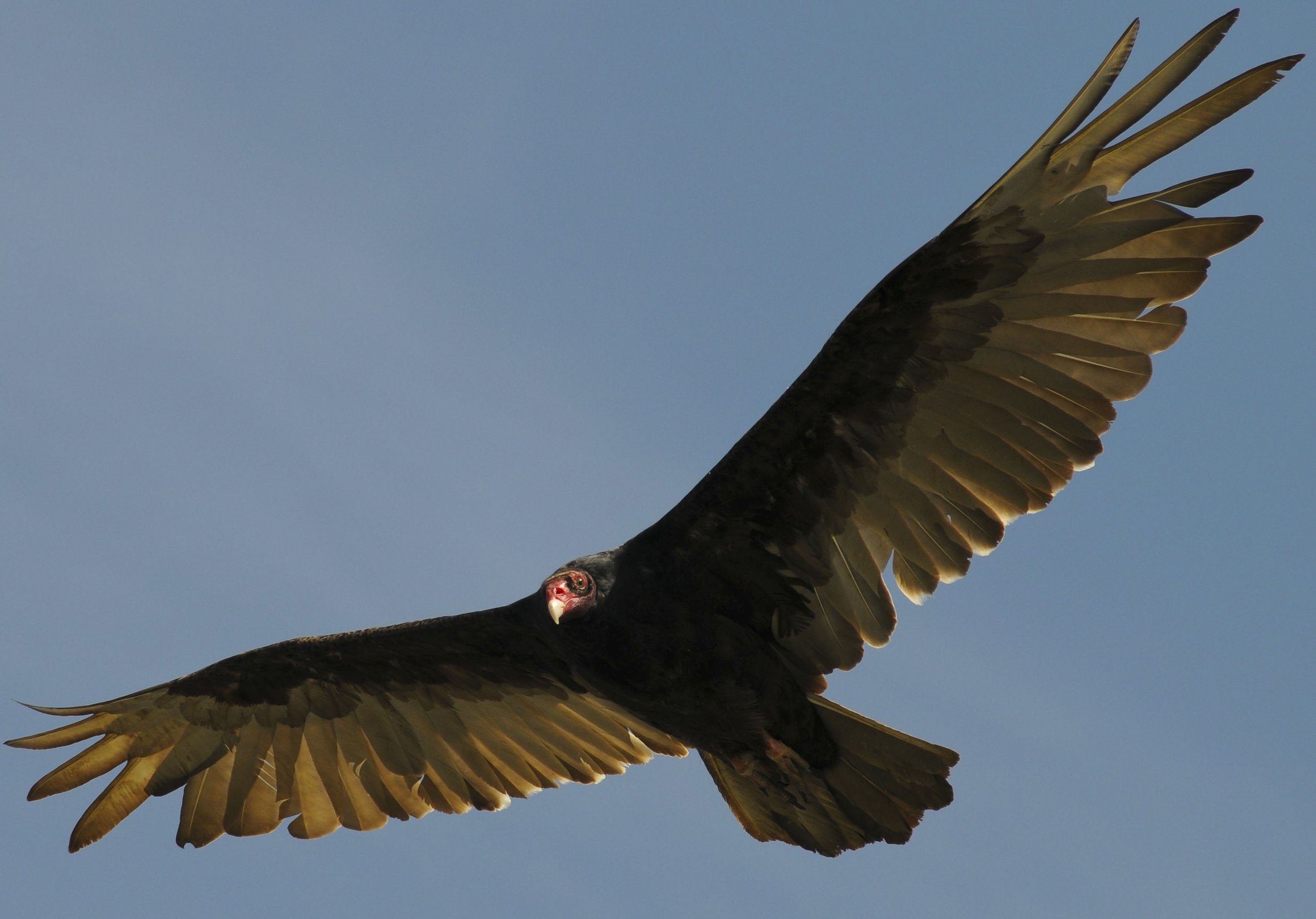 Turkey Vulture - American Bird Conservancy