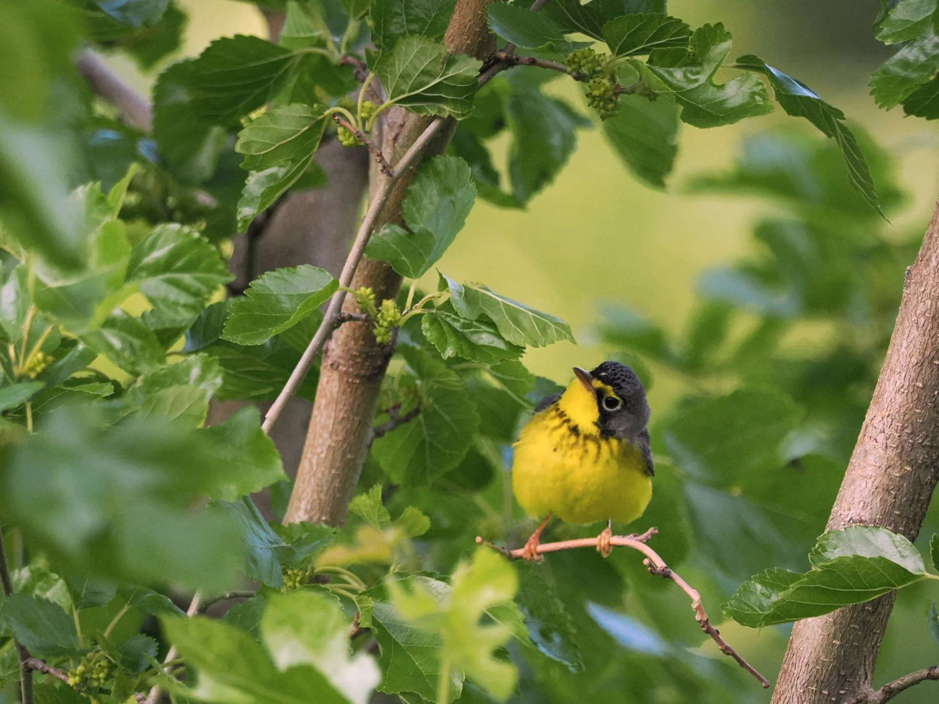 Small yellow bird facing camera, head cocked. Black necklace with short streaks, black cap and nape of neck. Black eye with yellow eyering. Pink legs gripping twig among leaves. Bird looks quizzical.