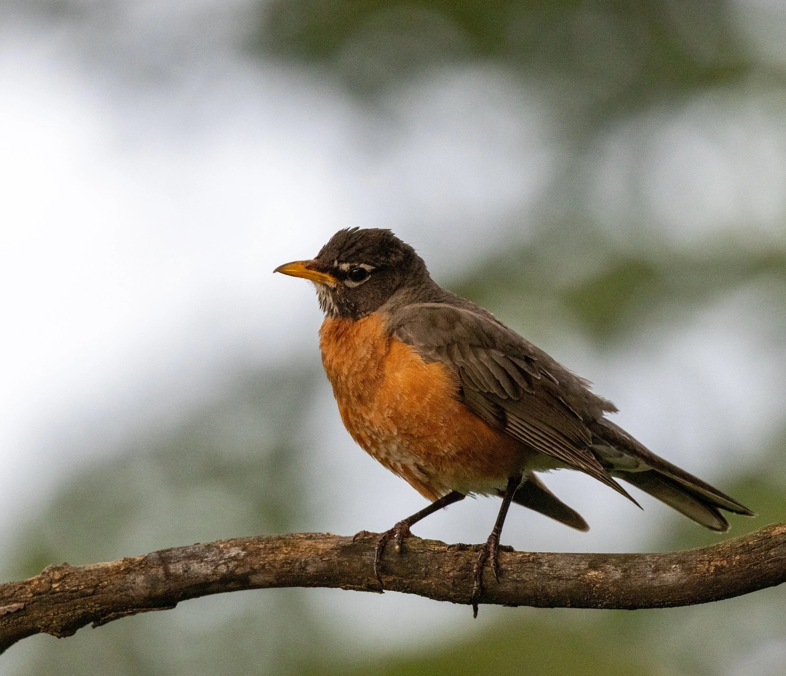 In profile facing left,  on a twig, a medium-sized bird with brown head, wings and tail. The short bill, throat and breast are orange. There is a white ring around a dark eye and a little white under the bill. The day is overcast.