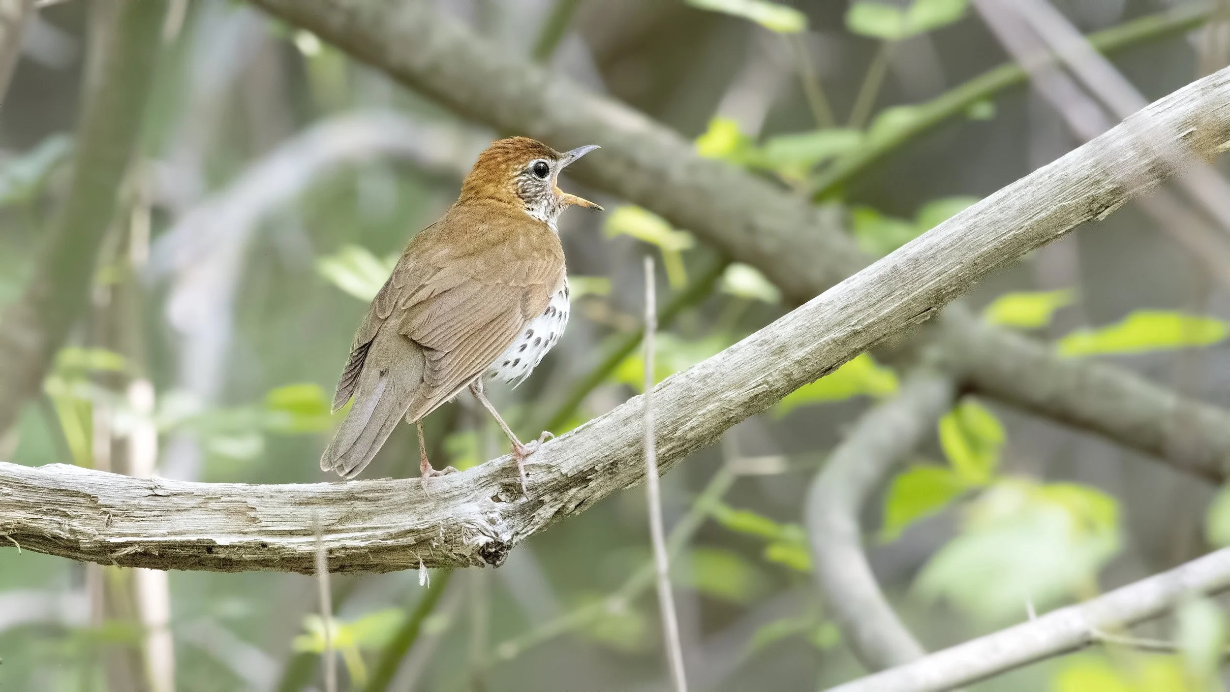Report: Migratory Bird Feature Usage at LaBagh Woods — Chicago ...