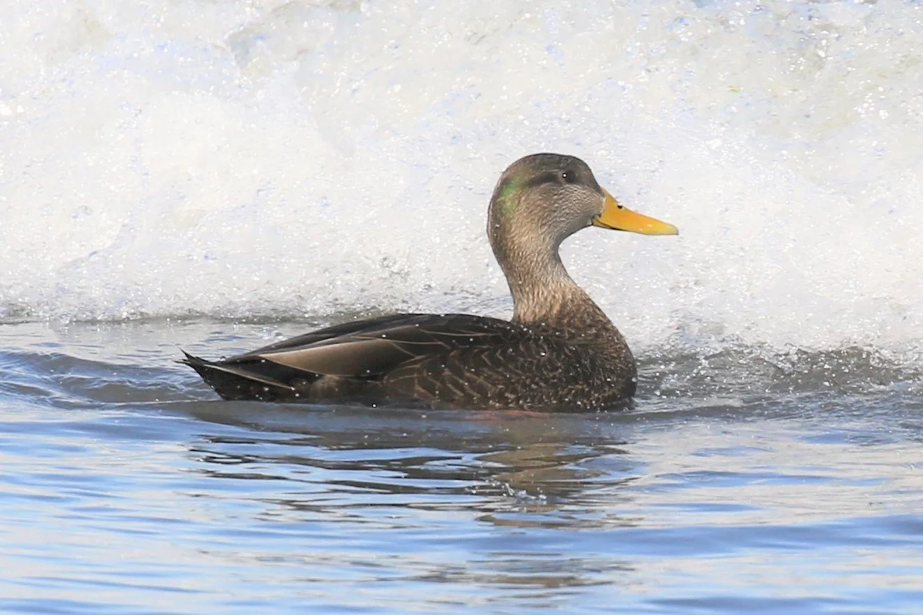 In profile swimming left to right with icy shore in background, a dark brown duck with lighter brown head, yellow-orange thick bill, dark eye and greenish patch on the back of the head.