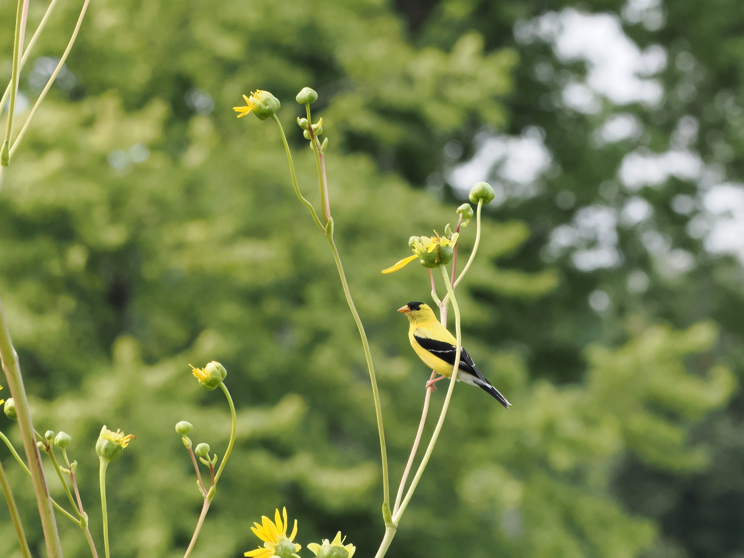 Bright yellow small bird in profile, facing left, perched upright on a long flower stem. Cap on head and wings are inky black, and the bill is pale orange. Green trees in background.