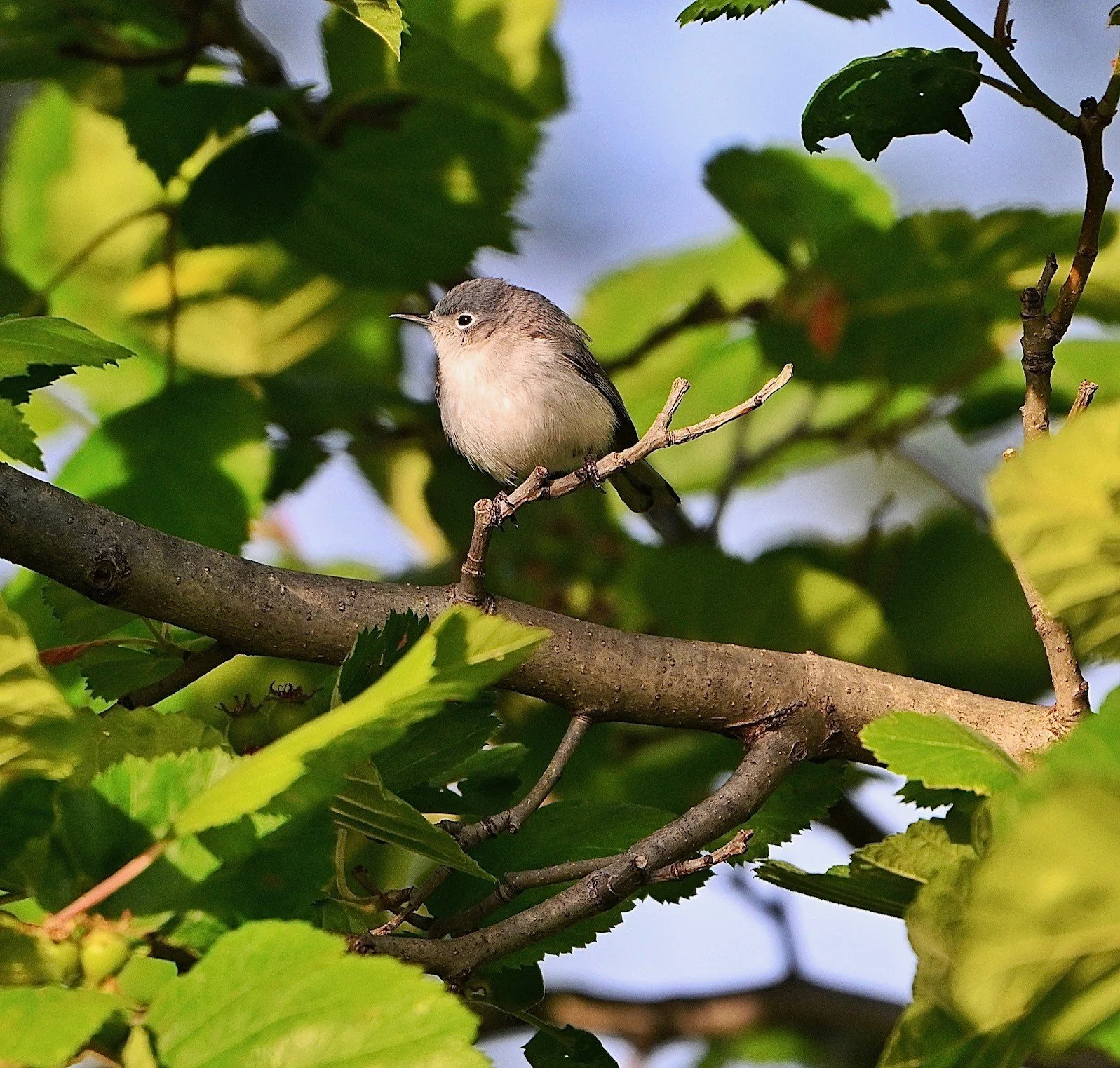 Tiny egg-shaped bird whose head blends straight into its back. Gray-brown on its head, back, wings and tail, buffy white on its breast. It has a short, sharp beak. There is a white ring around its dark eye. Perched on a twig.