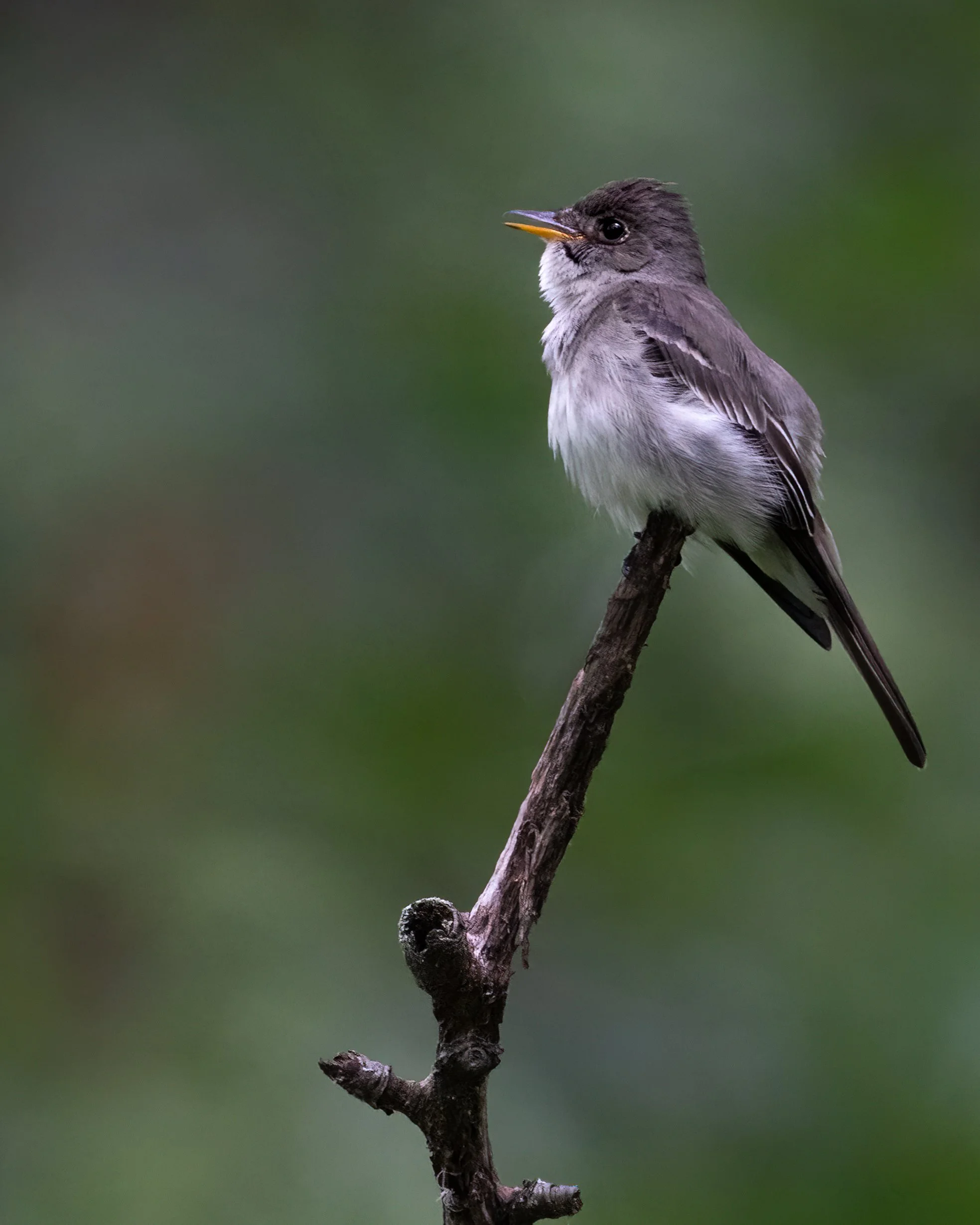 Seen in profile facing left, a small bird with a long gray tail, gray back and gray high-crested head. The upper part of the medium narrow bill is black and the lower is orange. The throat and belly is white. Perched on upright twig.