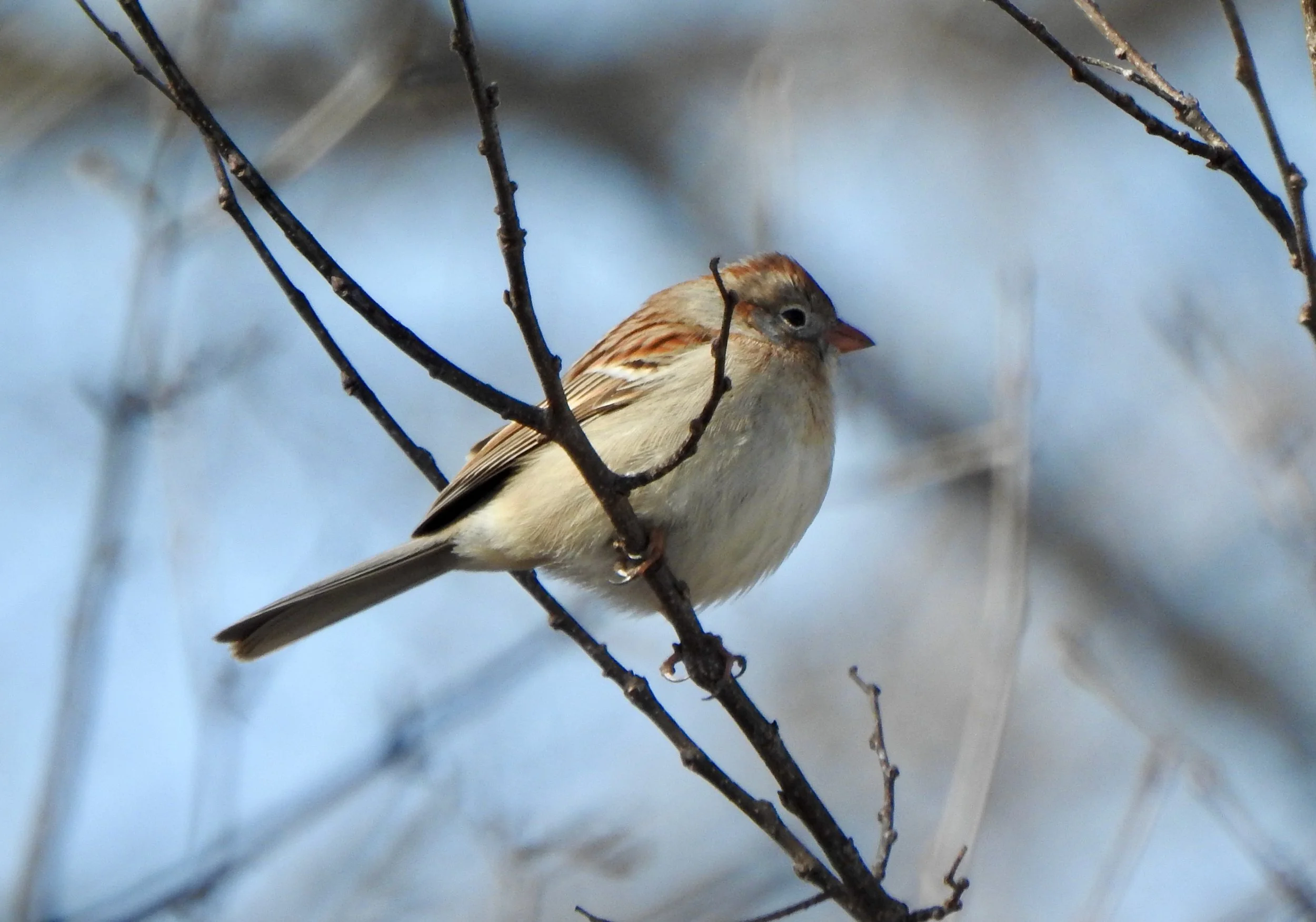 Small bird with a long tail seen in profile, perched on a twig, facing right. Breast is unmarked gray. Crown of hed is reddish and the short, stubby beak is pink. Brown face and feathers on back and tail.