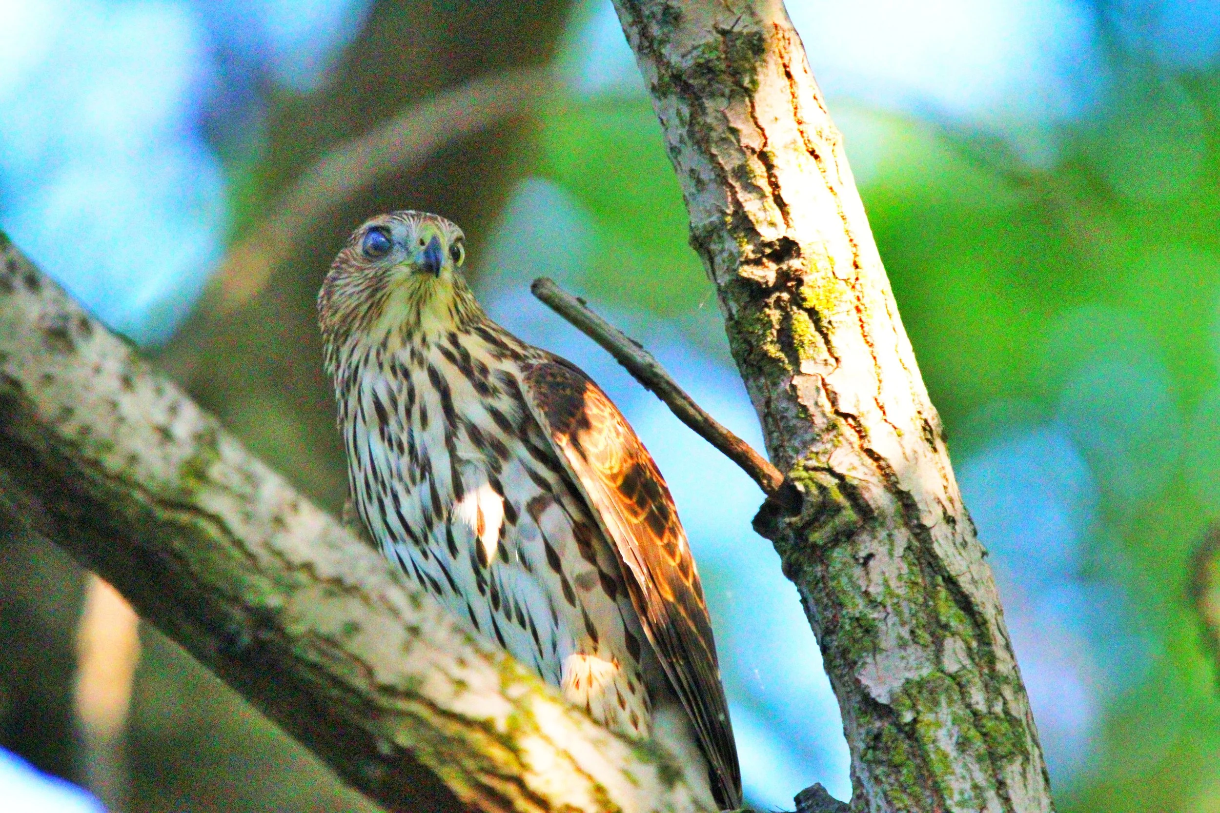 Seen in profile with head turned toward camera, a large slender bird with hooked black beak. The body is white with vertical brown streaks. The head and wing are brown. The throad looks yellowish. The eyes are large and dark. Perched on branch.