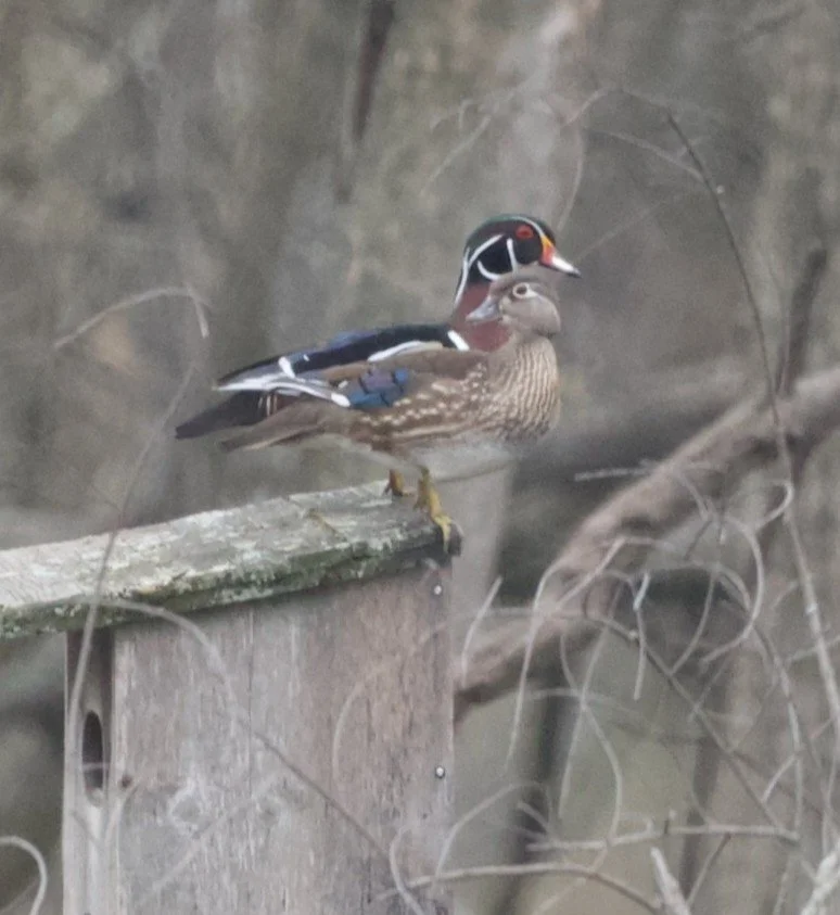 Two ducks in profile, standing on a wooden bird box, facing right. The female in front is streaky brown with a white eye ring. The male has green and red patches separated by thick white lines and orange on its beak.