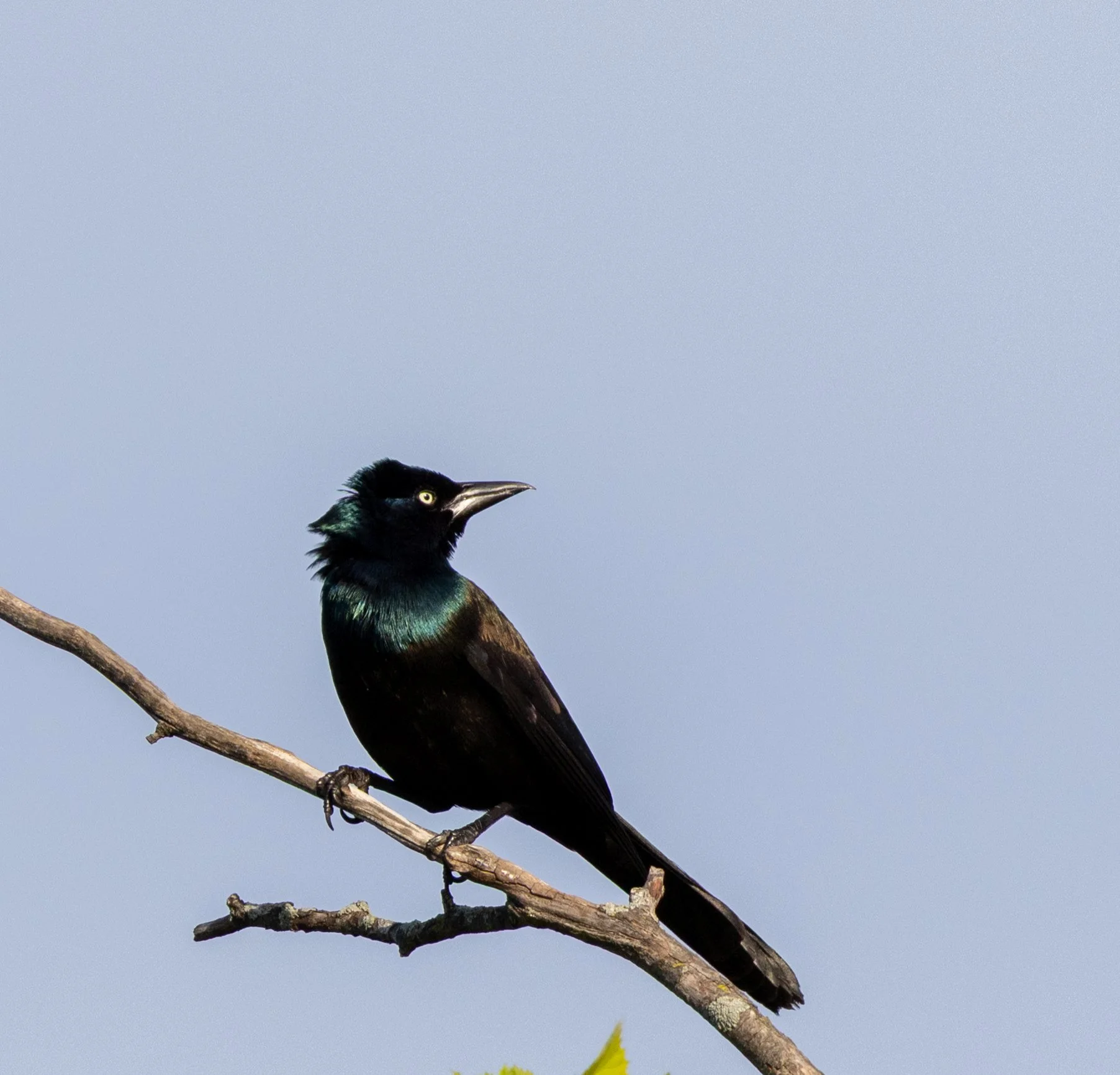 Seen in profile with body pointed left but head turned to look over its shoulder, a iridescent, shiny black bird with a yellow eye and sharp, medium pointed beak, perched on a dead twig, channeling a Common Raven from Edgar Allen Poe.