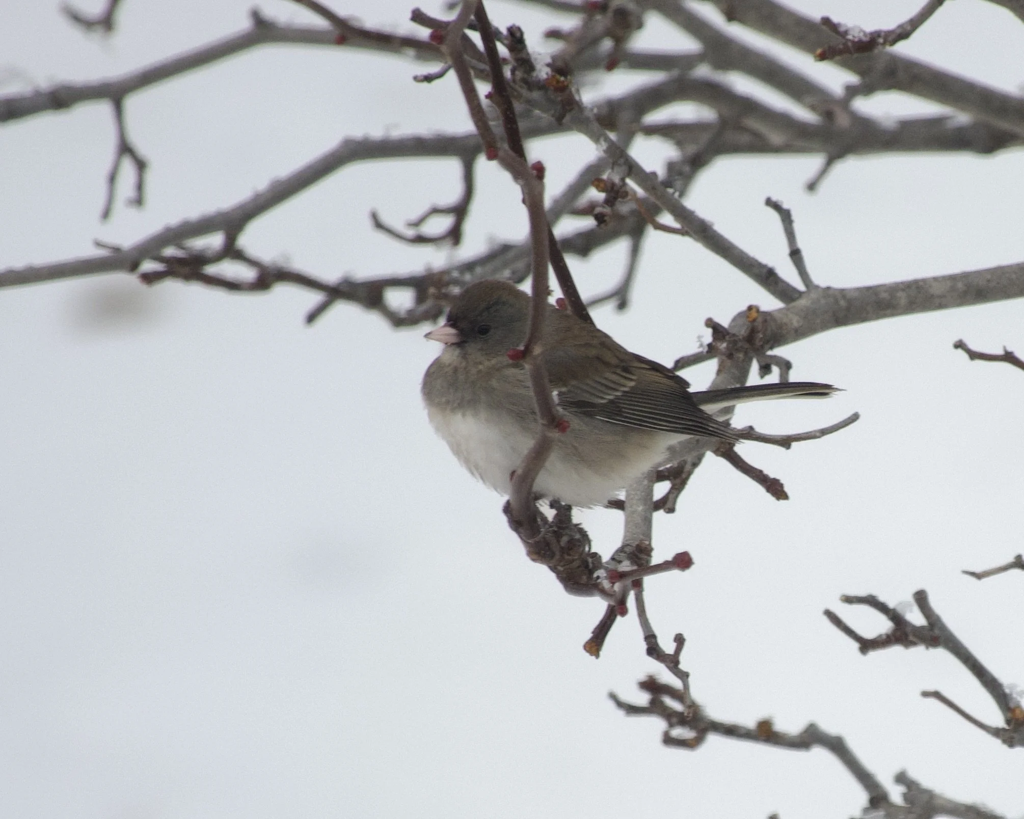 Small puffed-up bird with a gray-black head, back and wings, a white belly, and a short, thick pink bill, perched on a twig against a snowy background.