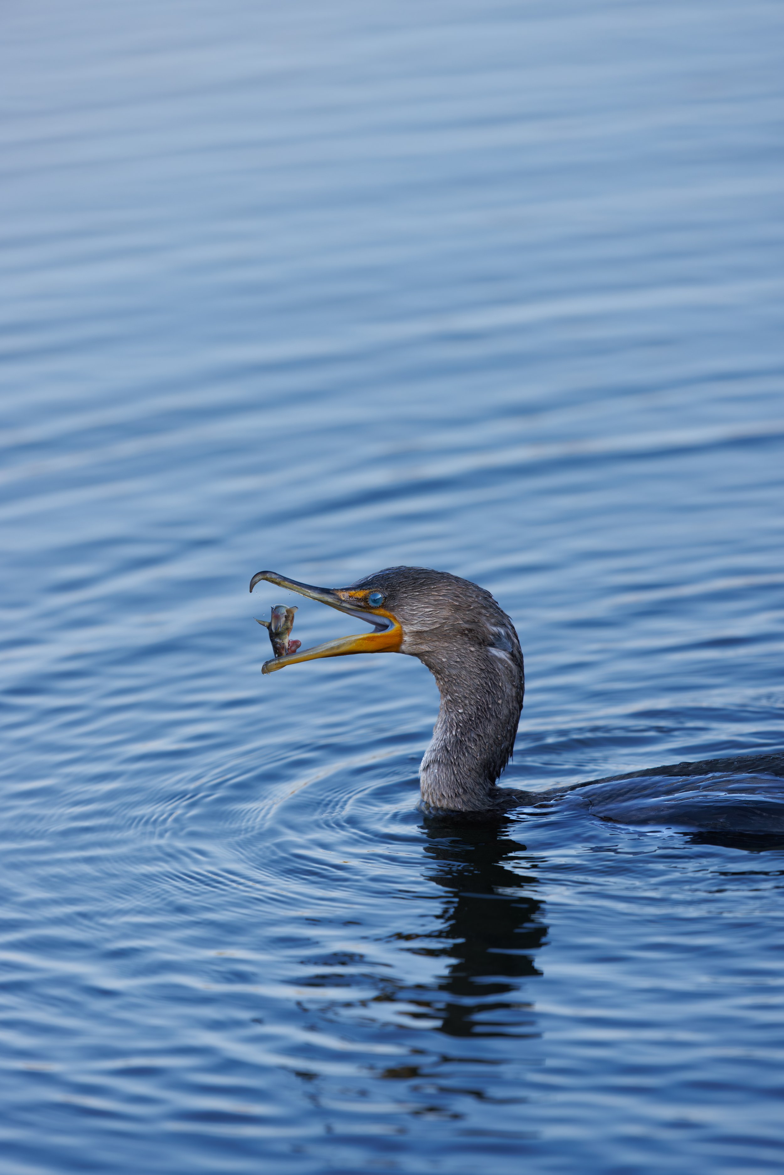 Facing left with just head and neck above smooth water, a gray bird with long yellow bill opened wide with prey perched on bottom bill.