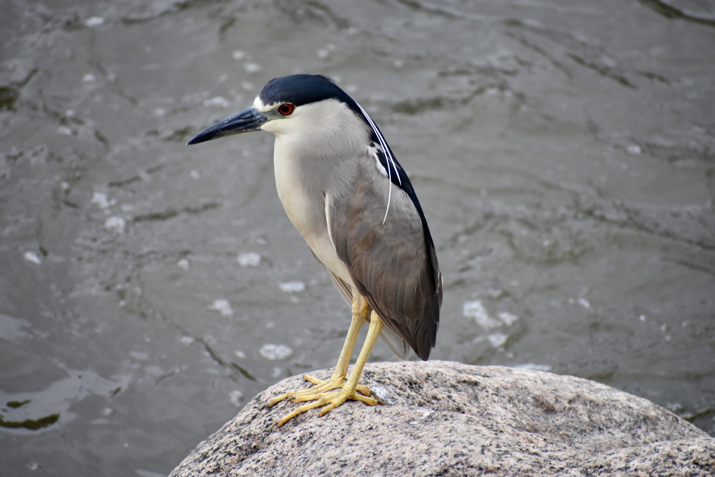 Seen in profile facing left, standing on rock, water beyond it. Large light-gray bird with long, thin black bill, black cap that extends down its back, and stubby black tail. Three shaghetti-like white feathers trail from back of head.  Yellow legs.