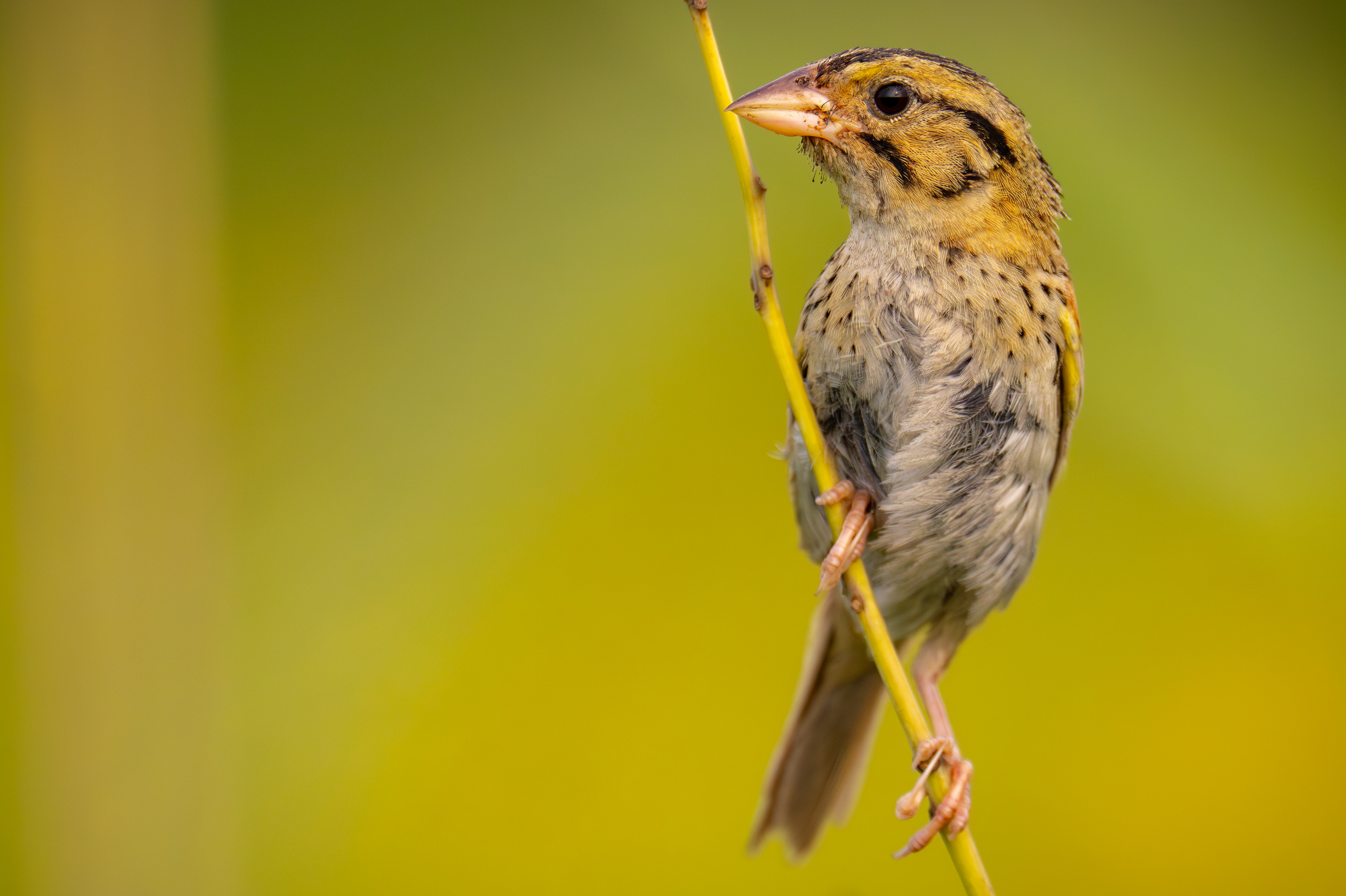 In profile and perched upright on a stalk, a small, lean bird with a short, thick pink bill. The head and back are pumpkin colored. A black streak runs through the dark eye and down the neck. Another black streak runs across the top of the head.