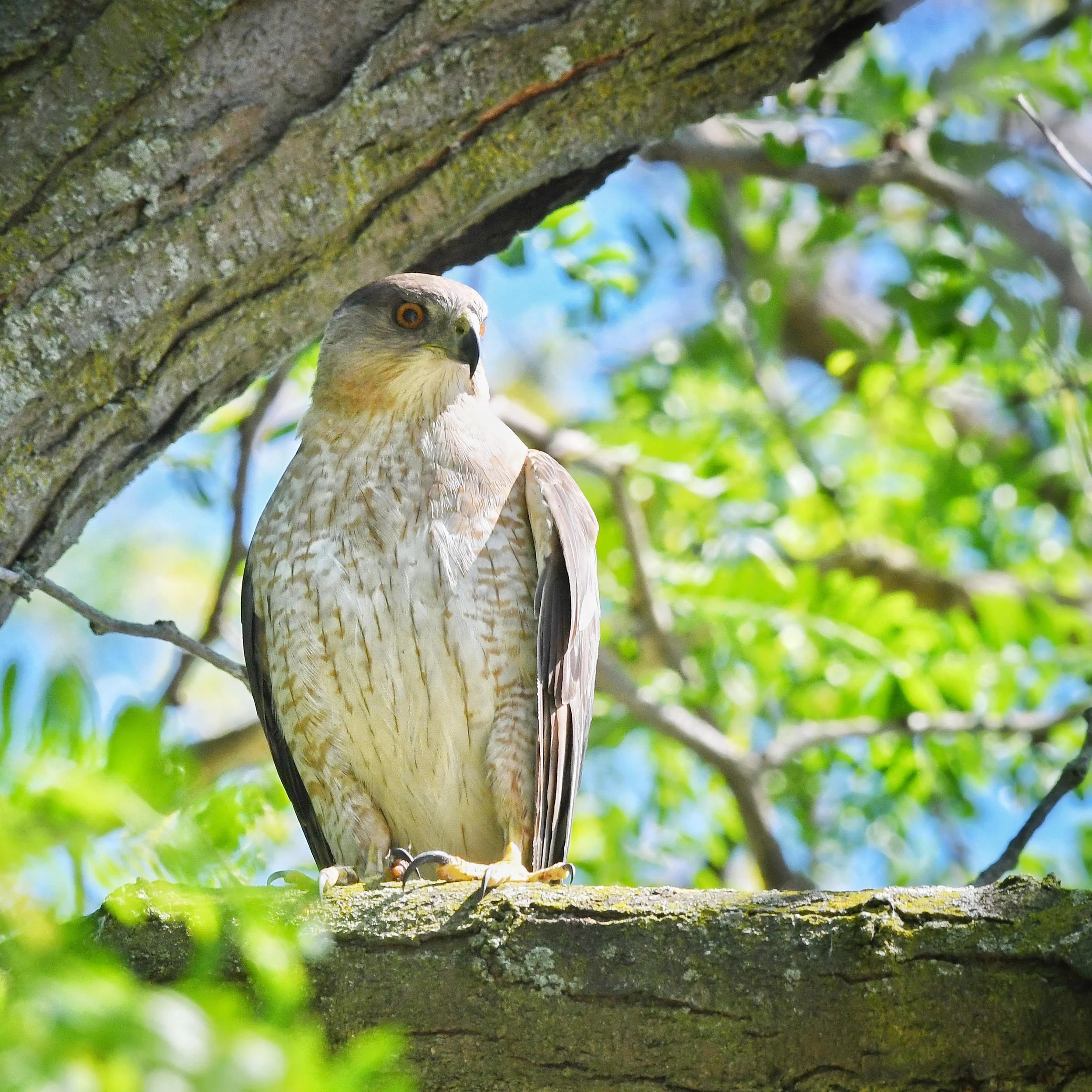 Large raptor perched on branch, front view and looking right. Black hooked beak, reddish/gold eye, creamy throat and breast with pale cinnamon scalloping, light brown head.