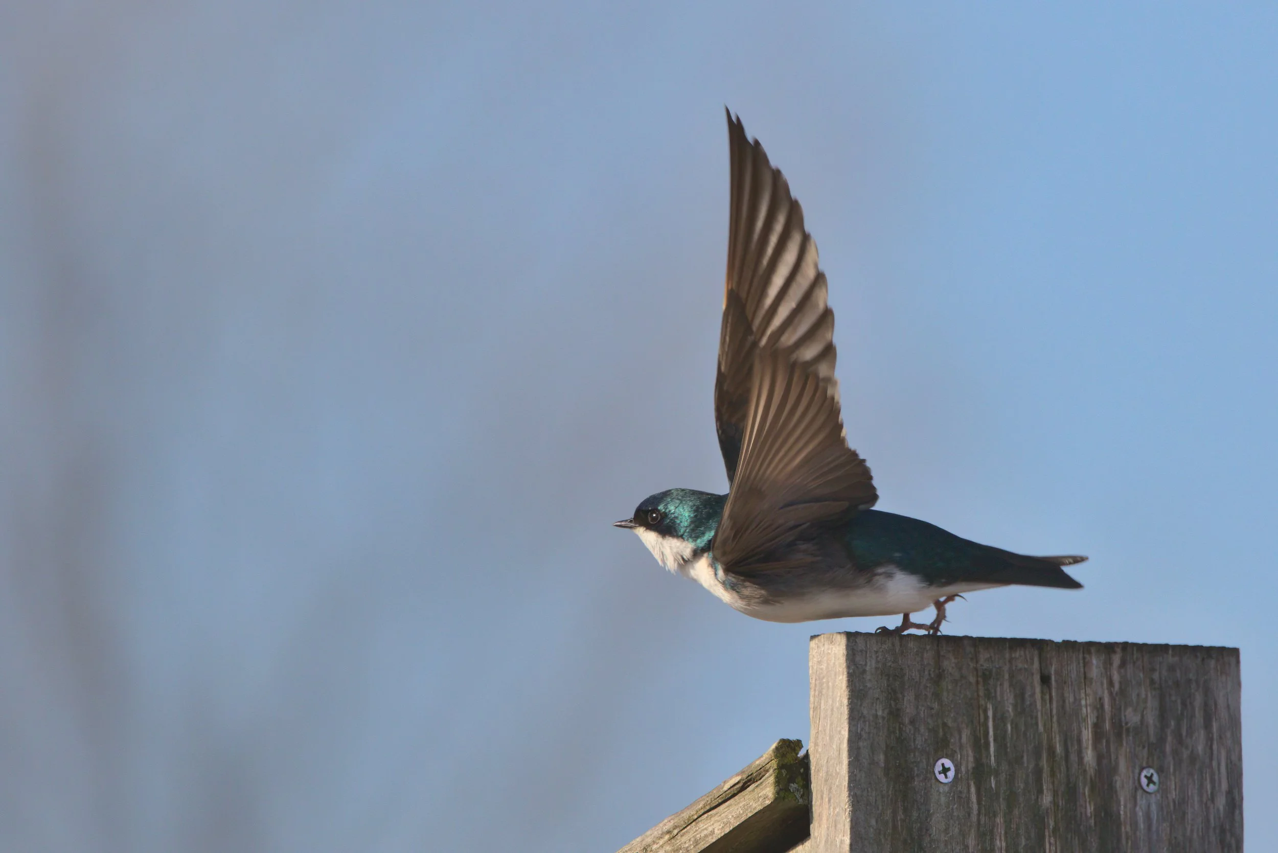 Seen in profile facing left, a small bird perched on a post, wings upraised as it is about to fly. The head and back are iridescent blue and the throat and belly bright white.
