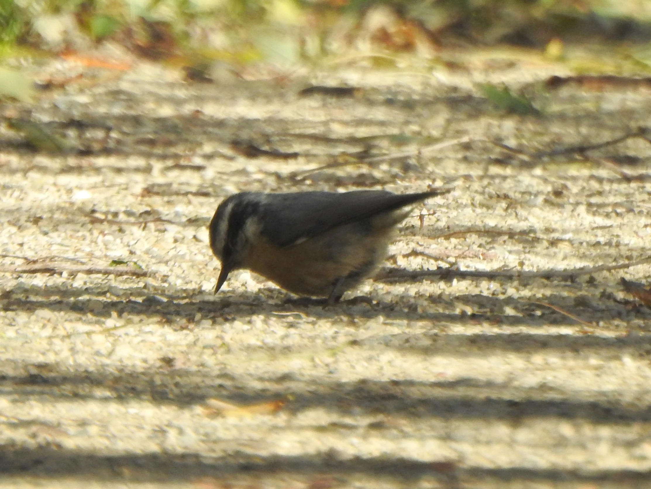 Small bird seen in profile on a wood-chipped path, head down and short-thin beak just above the surface. There is a white horizontal stripe just above the black line that runs from the beak through the eye. Gray back, reddish breast.