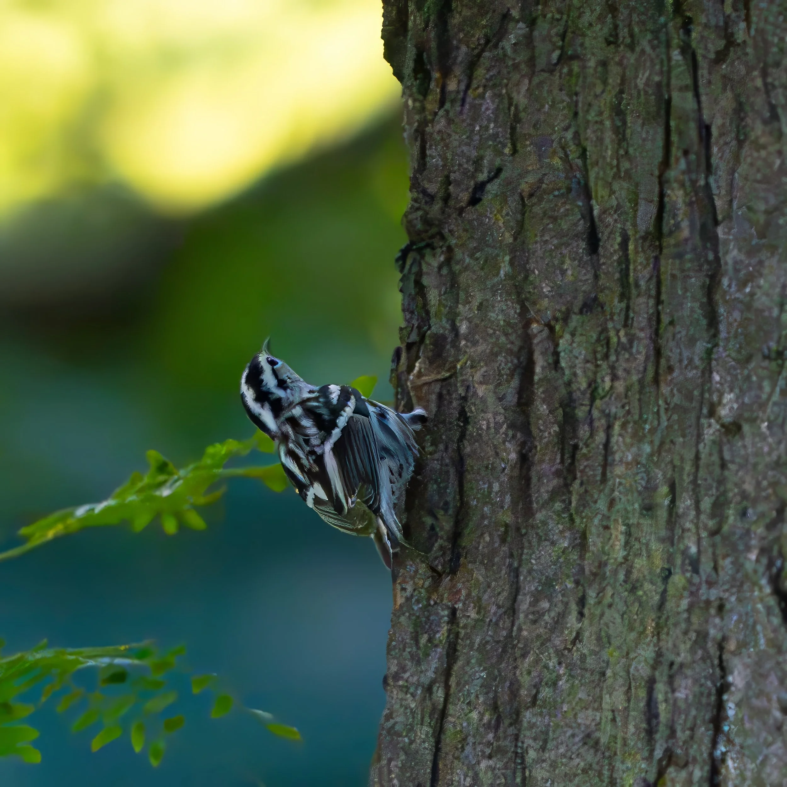 Small bird with thick black and white stripes and markings and a short, curved bill clings to the left side of a tree trunk, facing upwards