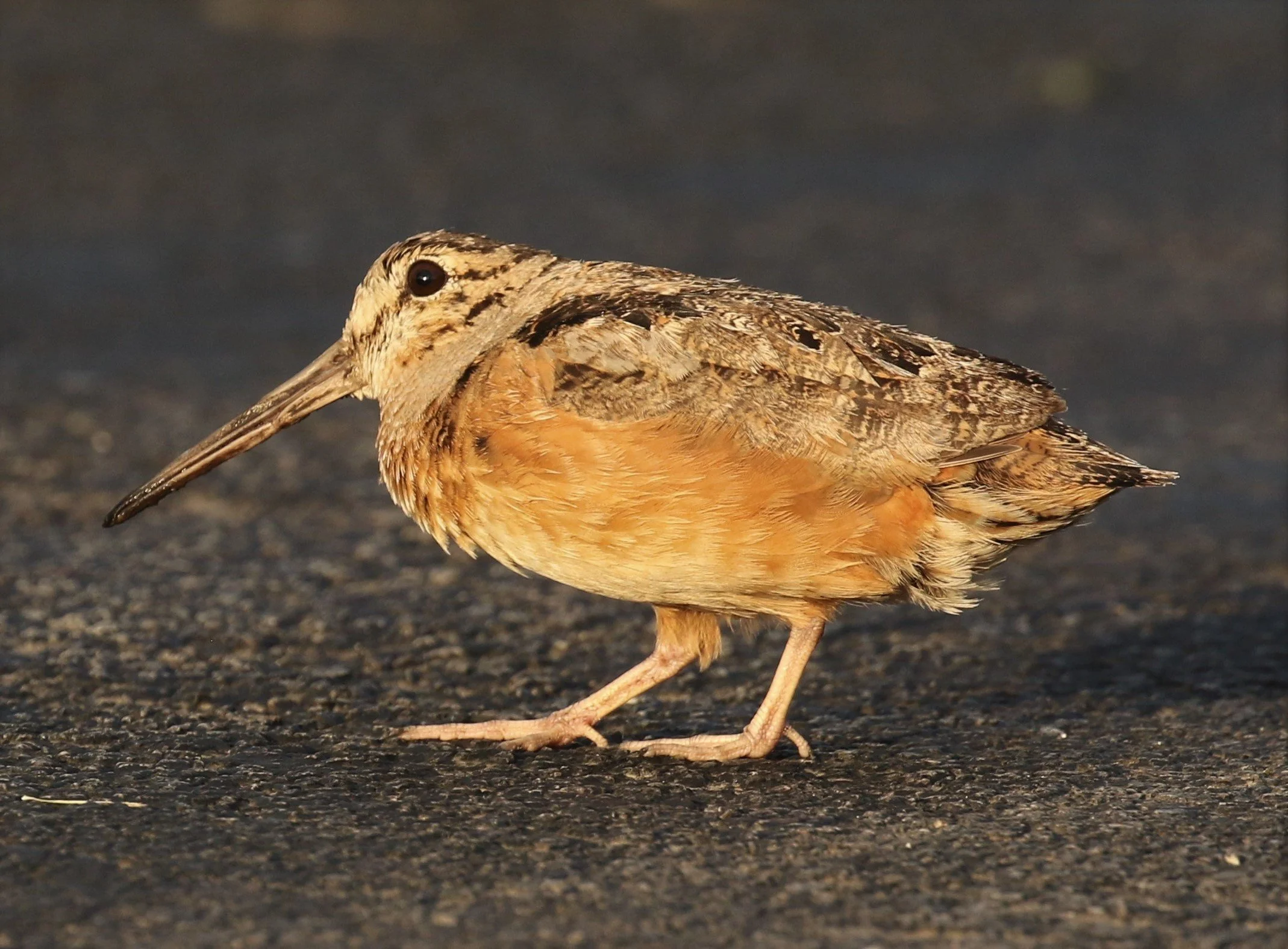Football-shaped bird seen in profile, with a thin beak nearly half as long as its body, a large dark eye, and thin legs with long-toed feet, standing on an asphalt surface with darkness behind.