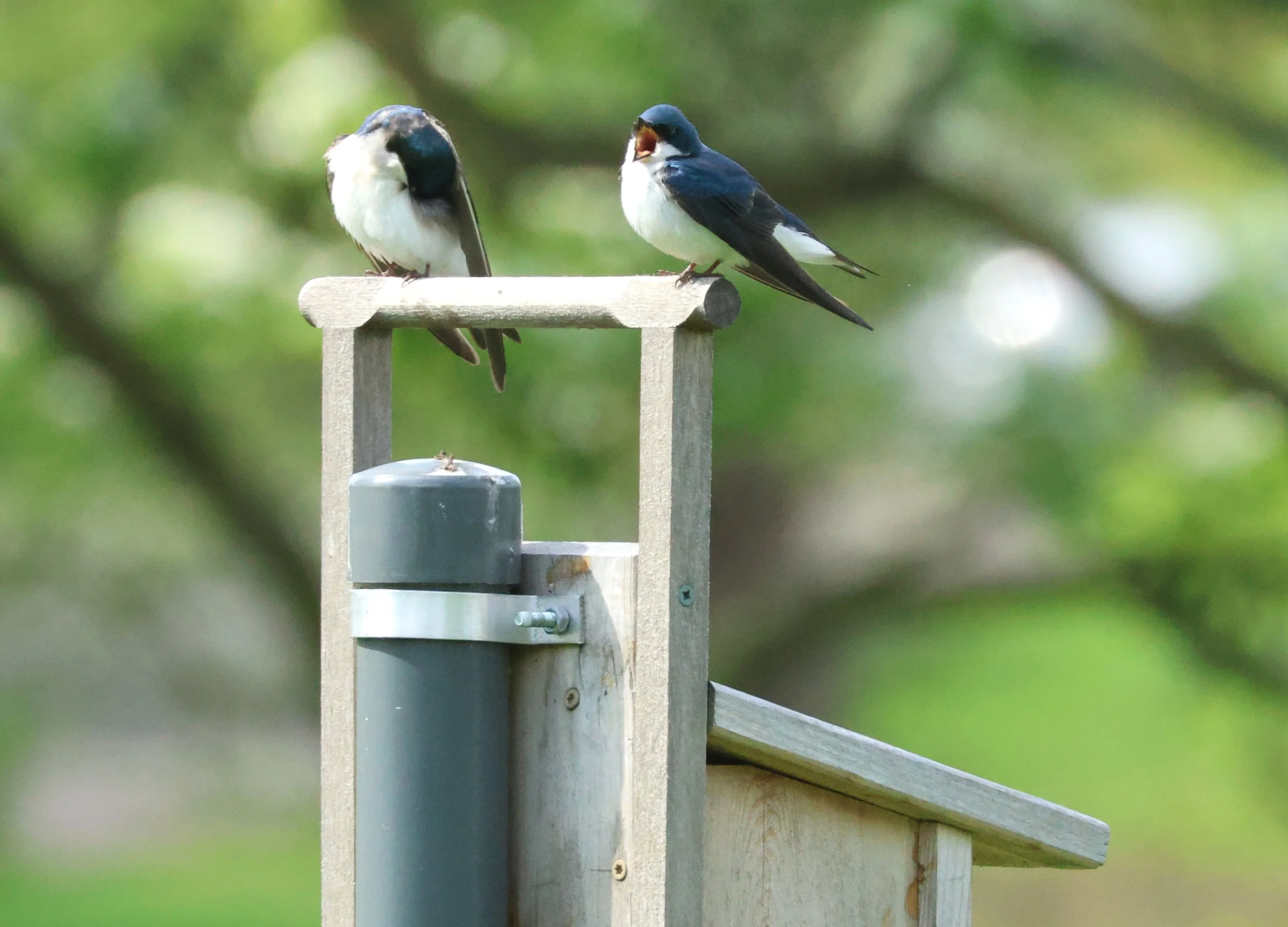 Two small birds perched on a wooden bar on top of a bird house. The bellies are bright white, while the head, back and wings are shiny blue green. One bird has its mouth open and the other has turned its head to preen.
