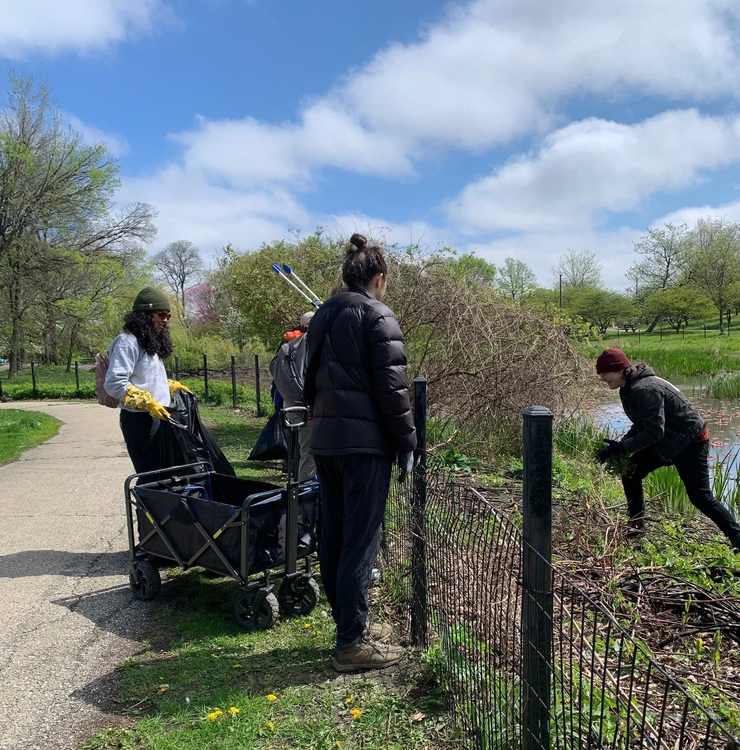 Three people with work gloves, tools and a wagon on one side of the fence, one person with hands full of invasive weeds on the other side, coming toward the cart.