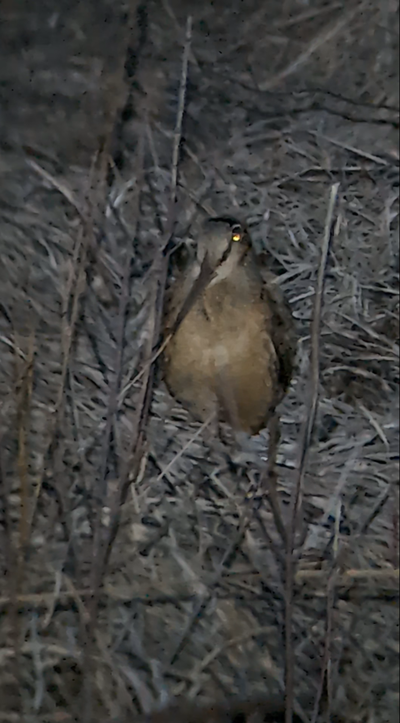 Seen from front in dim light, a football-shaped bird with a brown belly and grey head, throat and back. The large eye glows yellow in reflect camera flash. The very long, thin, dark bill leads to black stripes that run to the eye.