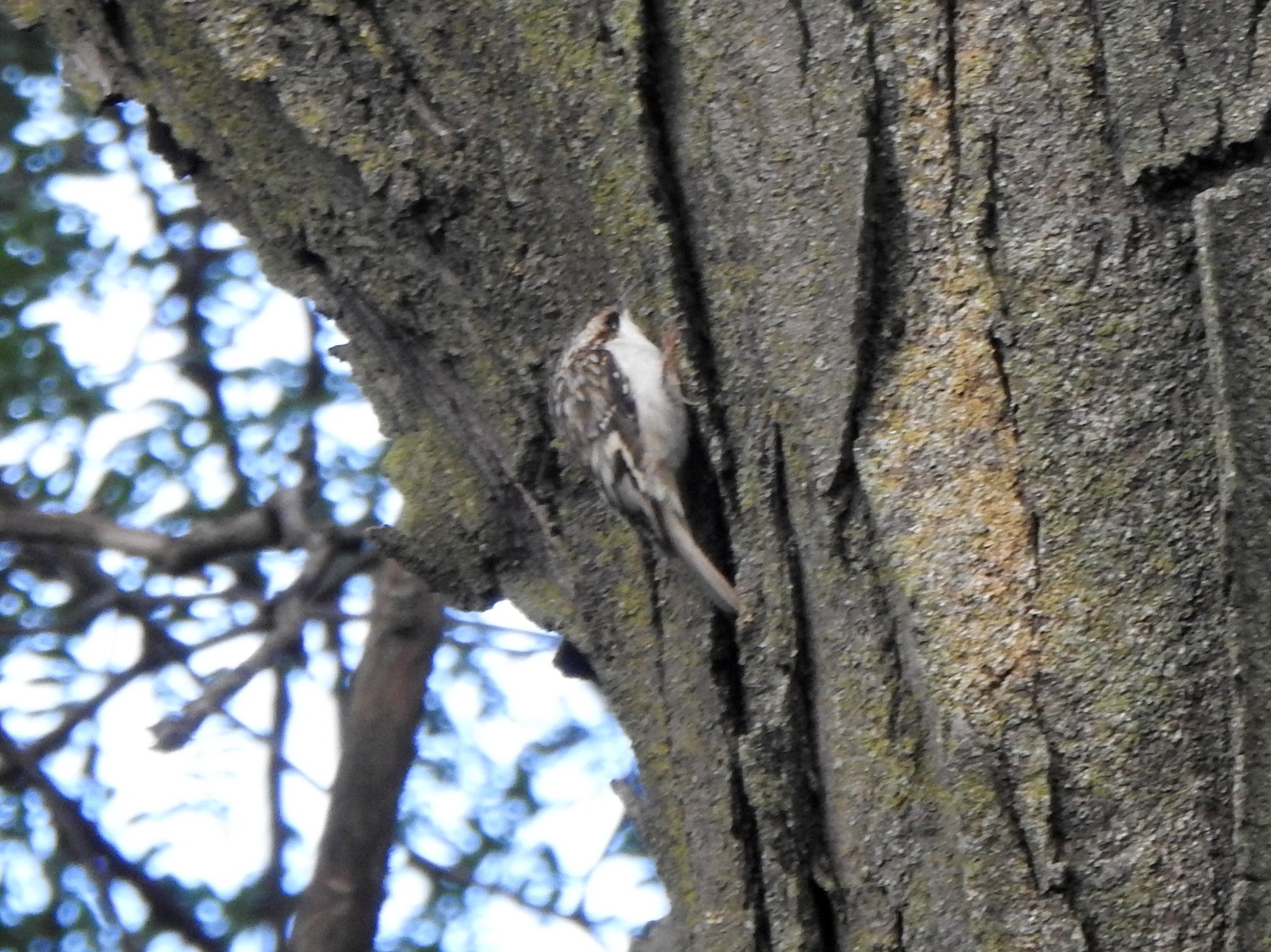 Small, egg-shaped bird with no visible neck and a long tail, perched vertically on a treek trunk. The top is mottled brown and the throat and belly creamy white.