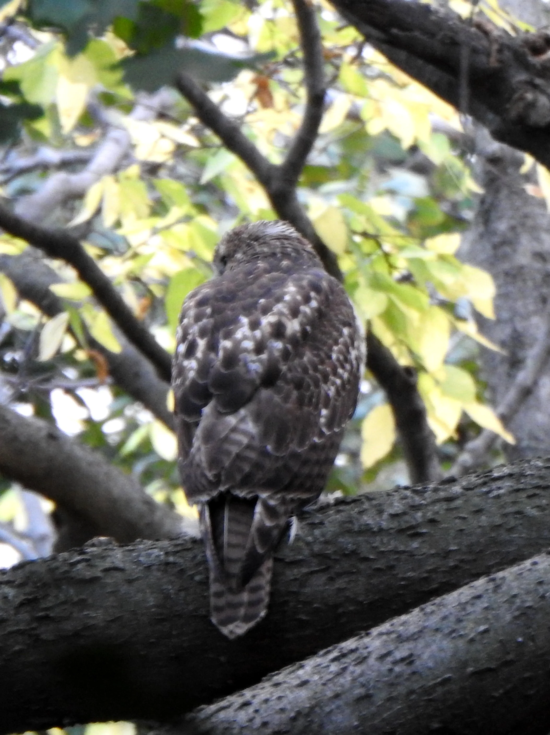 Seen from behind, a large bird with brown feathers perched on a thick branch. Blurry white spots trail from its shoulders down to make a V just above its rump. The short tail has horizonal brown and black stripes.