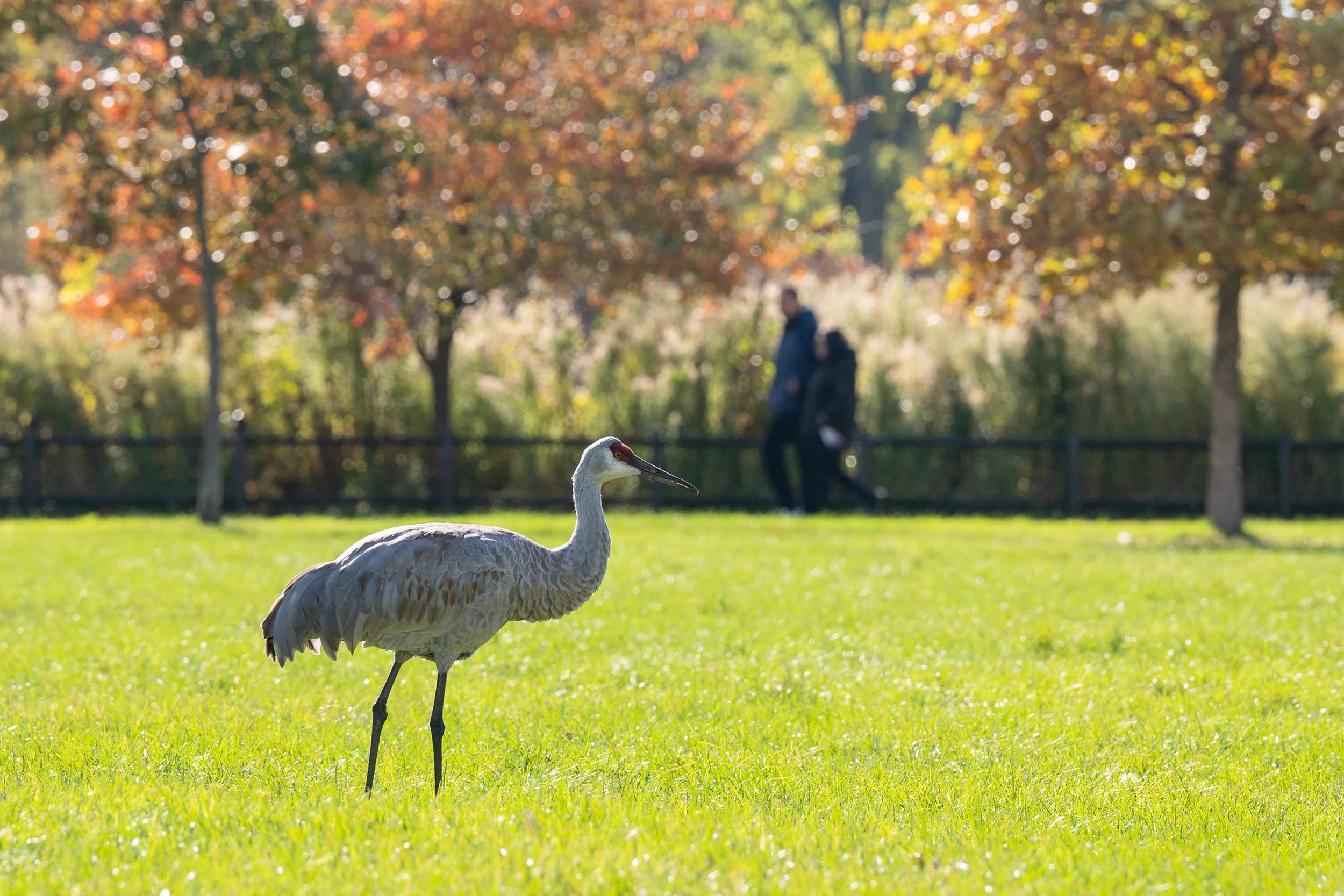 The Cranes Have Landed