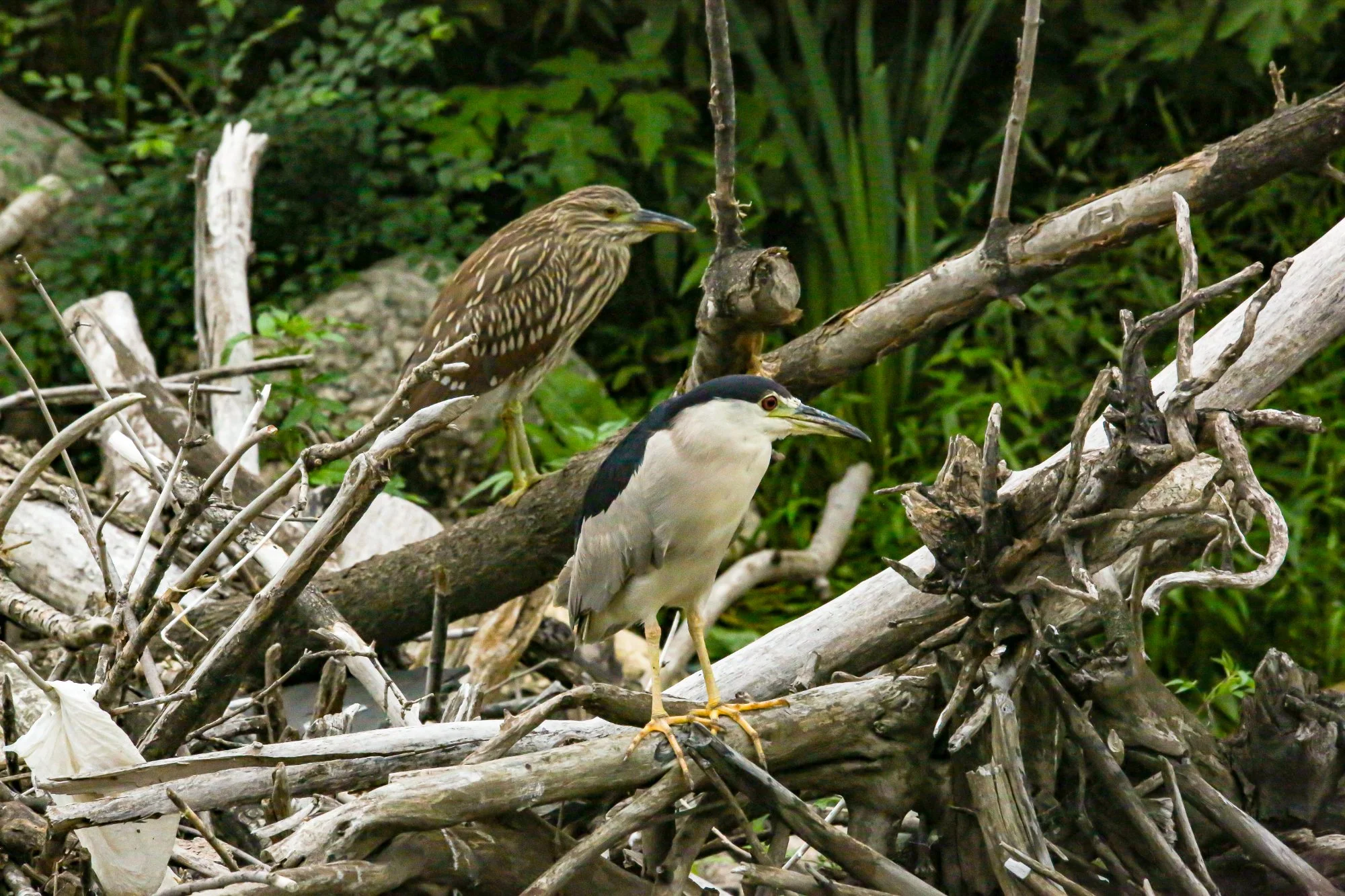Two birds facing right, perched on a tumble of branches over a stream. Both oval with long, thick bills and medium yellow legs. Left bird is brown with creamy streaks. Right bird is white with black cap, neck and back.