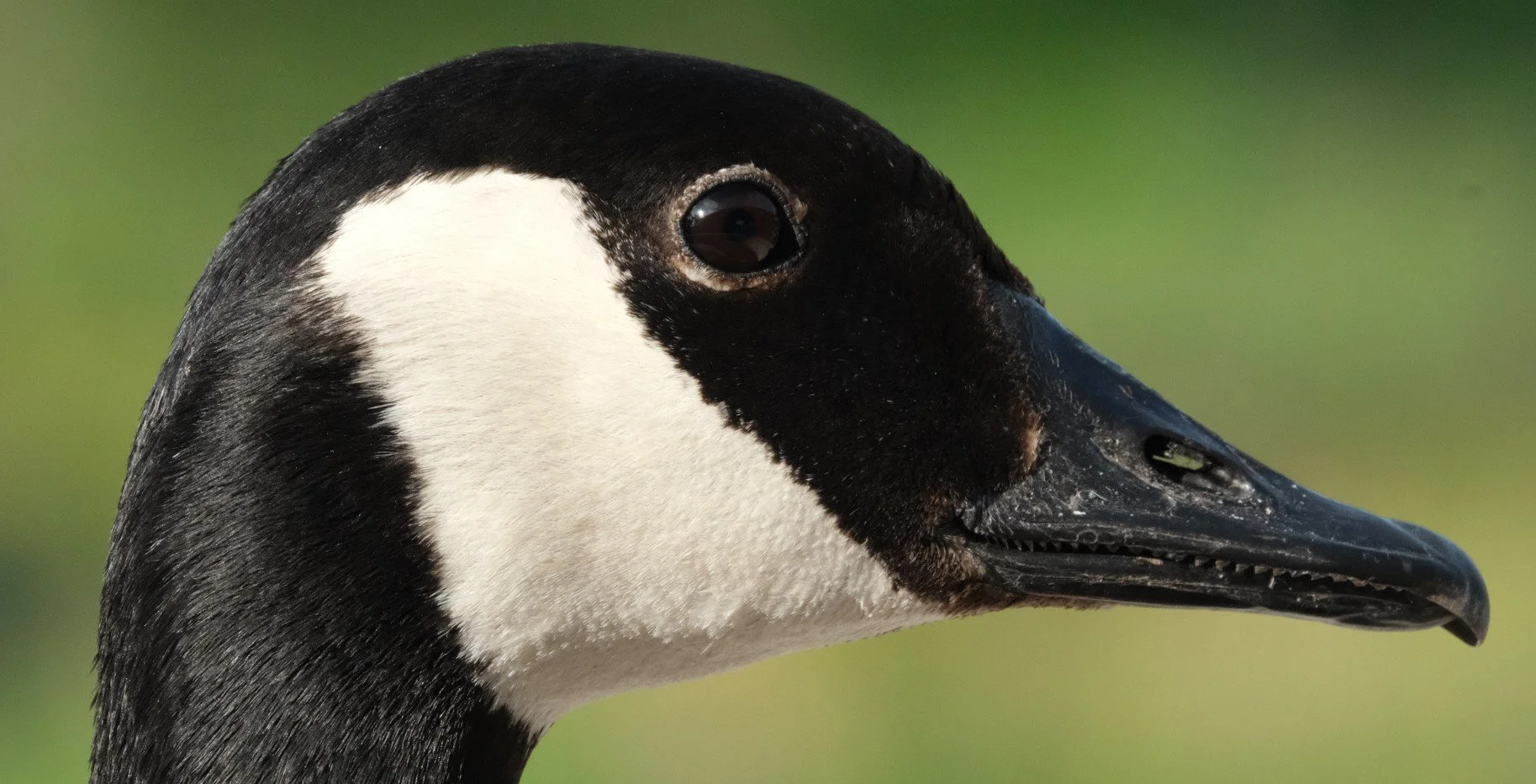 In profile looking right, just the head and upper neck of a all-black goose with a thick white chin-strap, large dark eye looking at camera.
