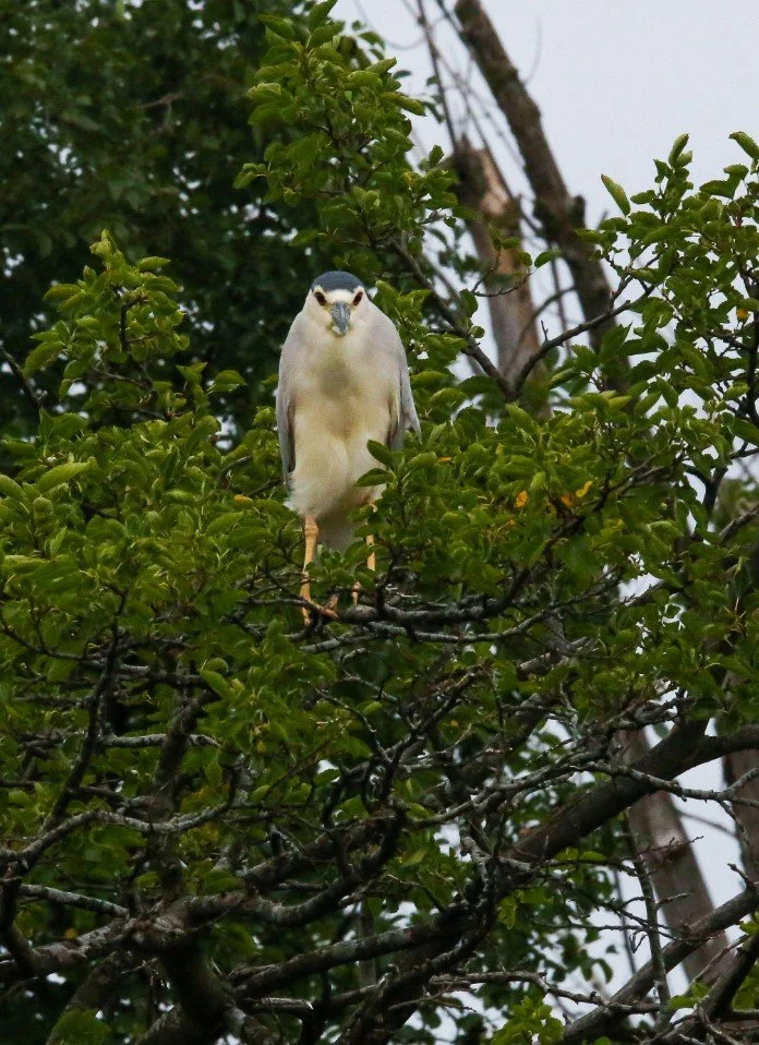 Facing forward, an oblong white bird with medium-long yellow legs standing ona branch. The beak is dark and foreshortened. There is a wide white band between the red eyes. The cap on head and wings at side are black.