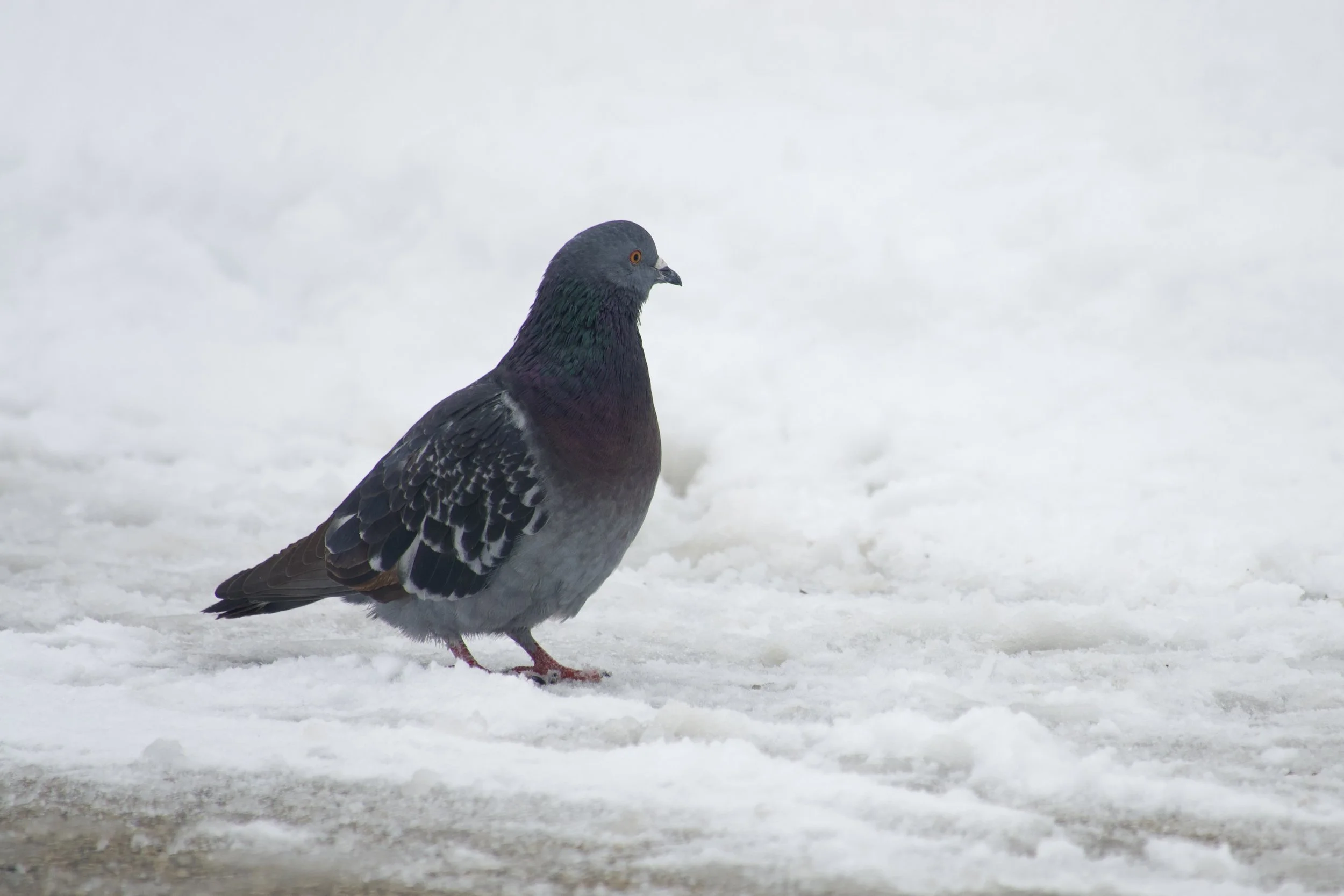 Seen in profile facing right, a big-bodied gray bird with a thick neck. The eye is gold, the stubby beak is black and the feet pink. The bird is standing on snow-covered ground.