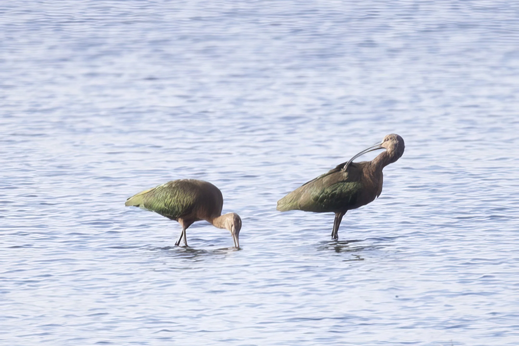Nice Spot: Ibis at Indian Ridge Marsh