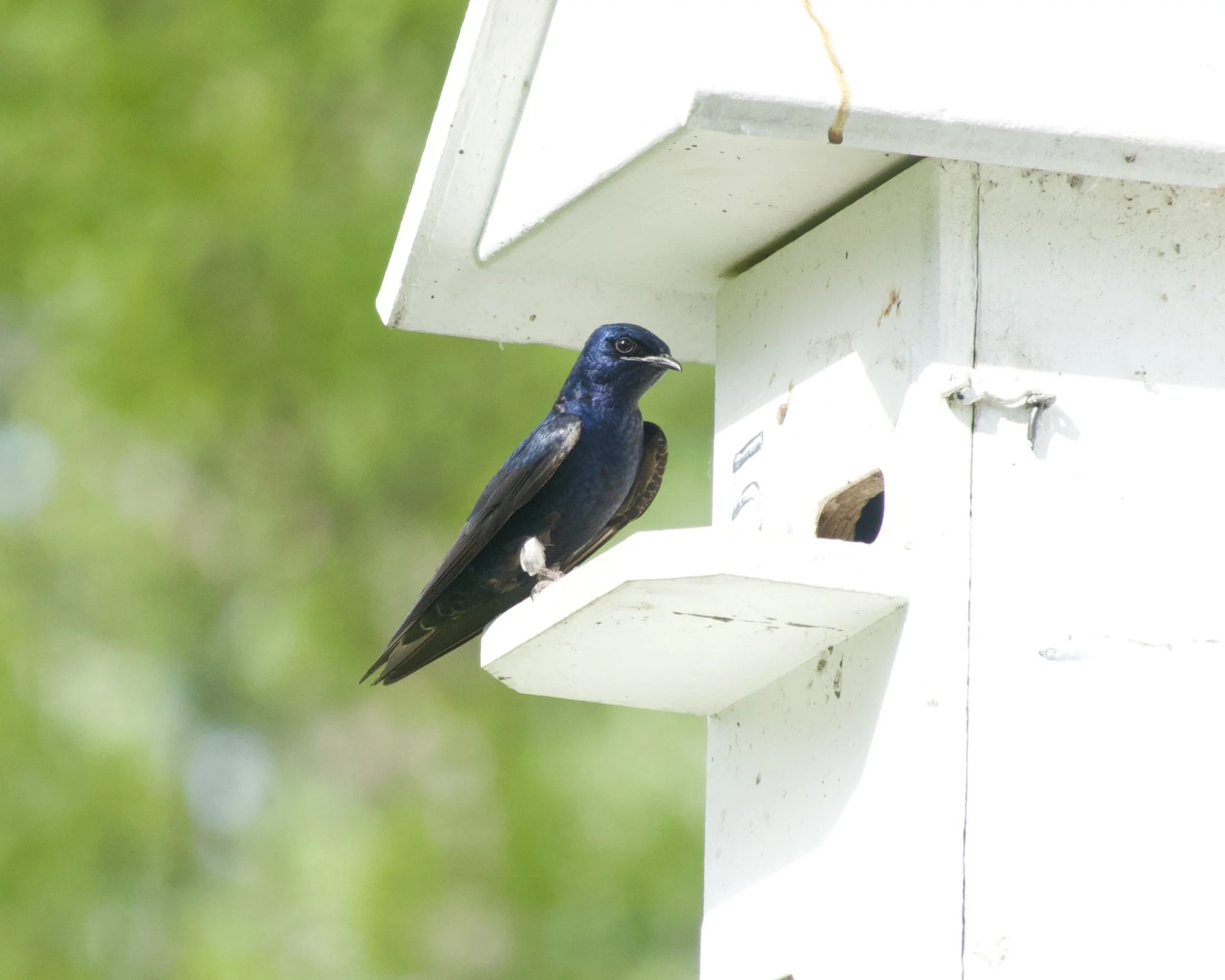 Seen in profile perched on a wooden ledge in front of a nest hole and under a wooden eave like on a house, a sleek bird whose feathers are iridescent purple in the sun. The long, thin bill is sharp and silvery.