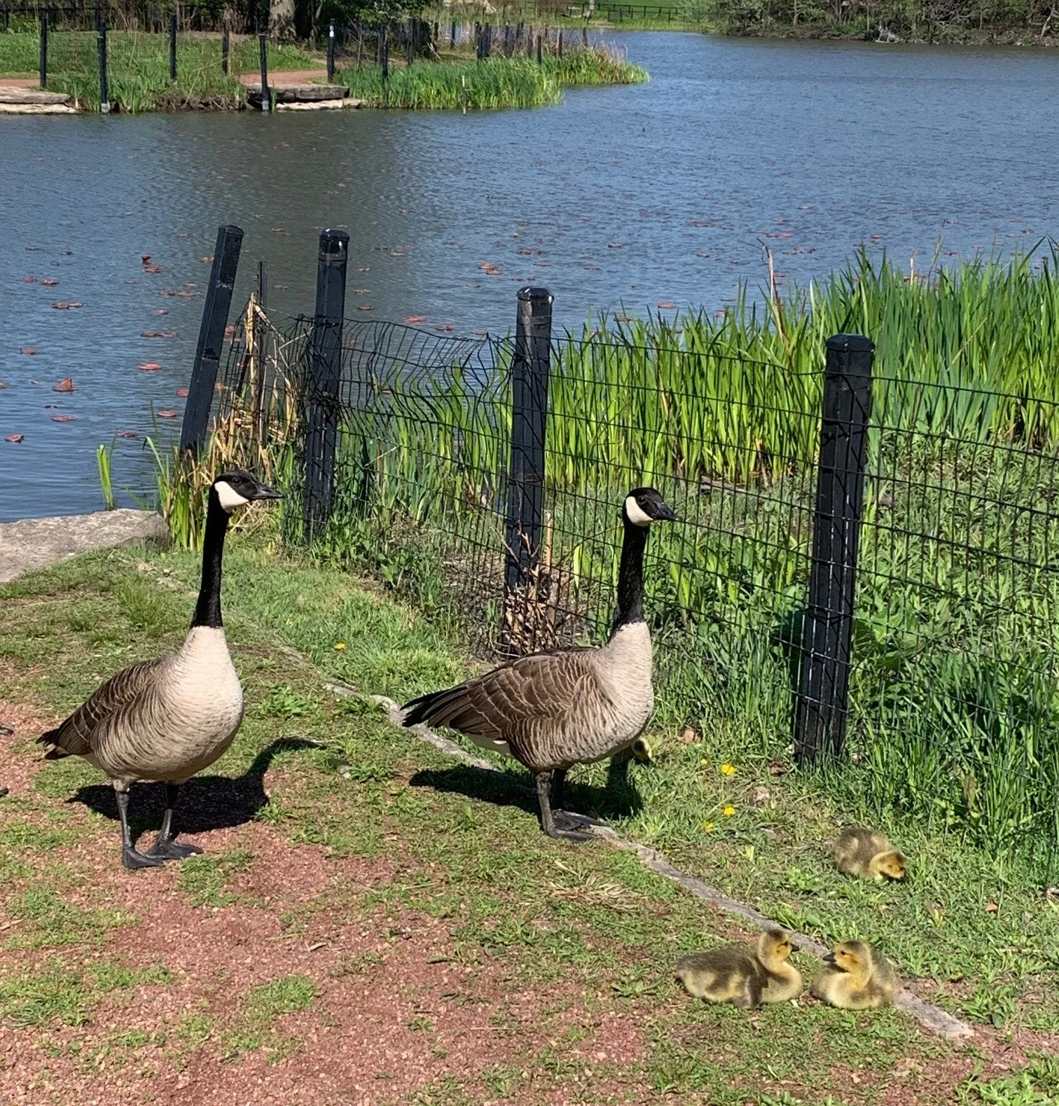 Two large geese with white breasts and a white chin-strapm black heads, necks, legs and back, standing behind two small fuzzy golden goslings that were nestled on the ground.