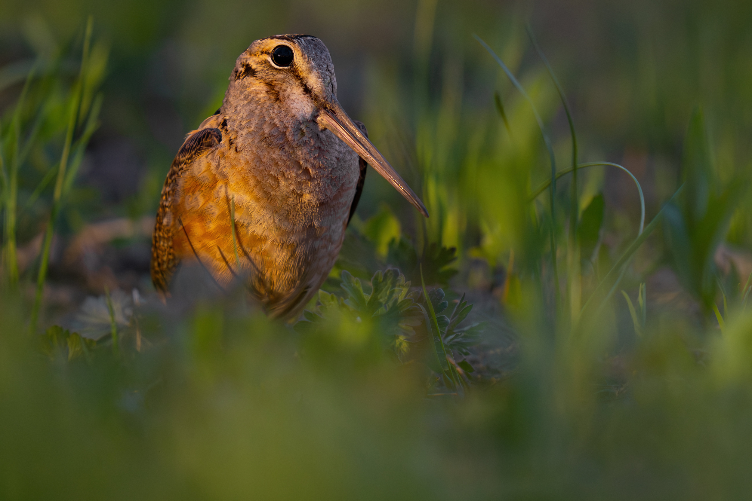 standing on ground in grass and facing right, a medium-sized bird with a very long, thin bill. There is a dark stripe running from the bill through the large, dark eye. The breast is buffy and the head is mottled brown like a dry leaf.