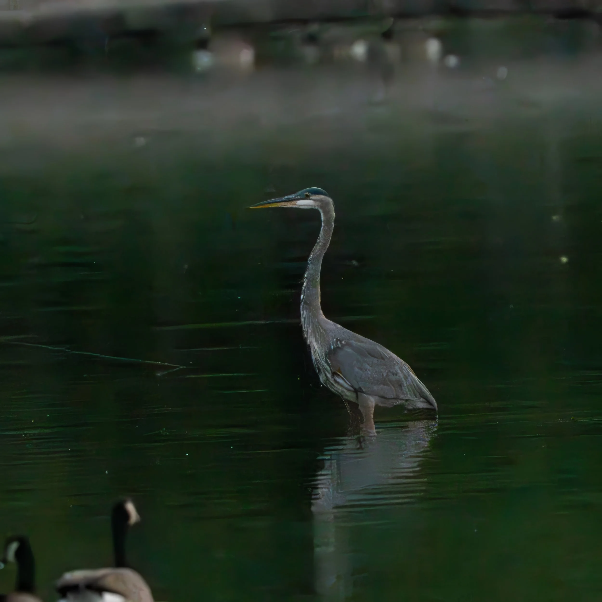 Large bird with a gray body shaped like an elongated oval, long gray neck, and long head tipped with a thick beak with yellow on the lower bill and a red eye, standing in the water.