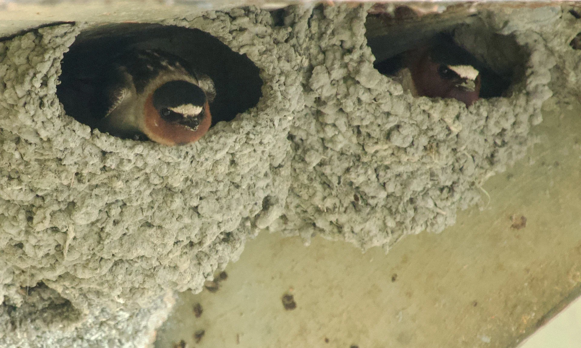 Two bird heads facing the camera, bodies hidden inside of oval nest holes. Nest surface looks like rice grains stuck together. Birds, have white brows, dark caps, and orange collars.