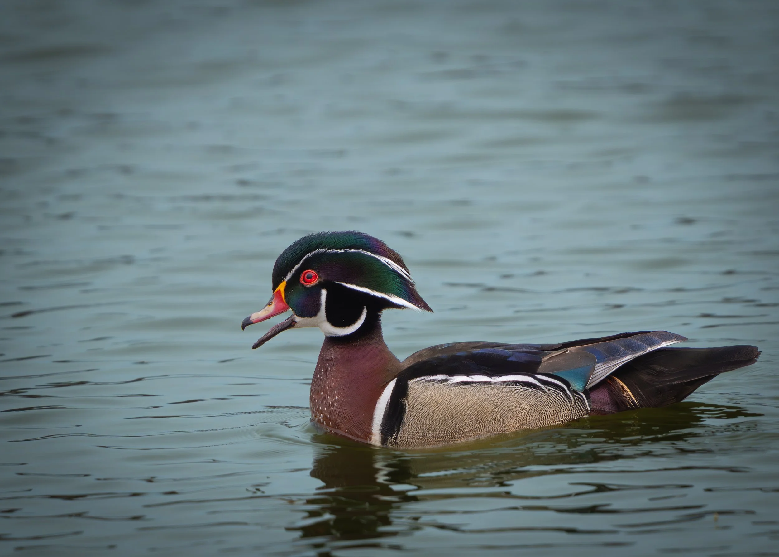 Colorful duck with greenish purple head, red eye, white stripes from beak to the back of its head feathers and under the chin, a speckled maroon breast, and a purple back above brown speckled sides, swimming in water.