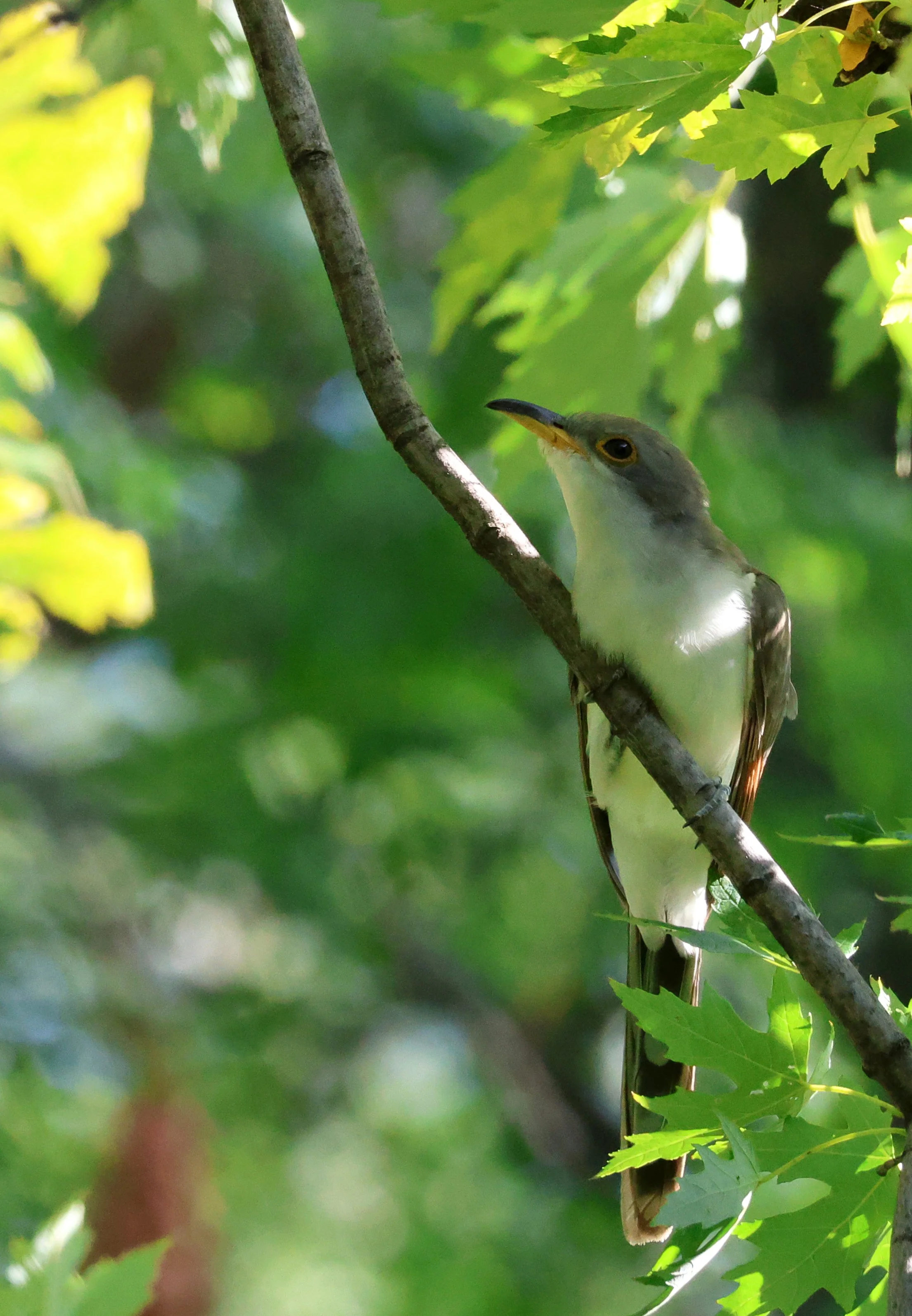 Large bird seen from below. Long-bodied bird with long, narrow tail and long, thick, slightly curved beak that is dark on top and yellow below. Throat and belly are white. Head, wings and tail are brown. Perched on stick with green leaves behind.