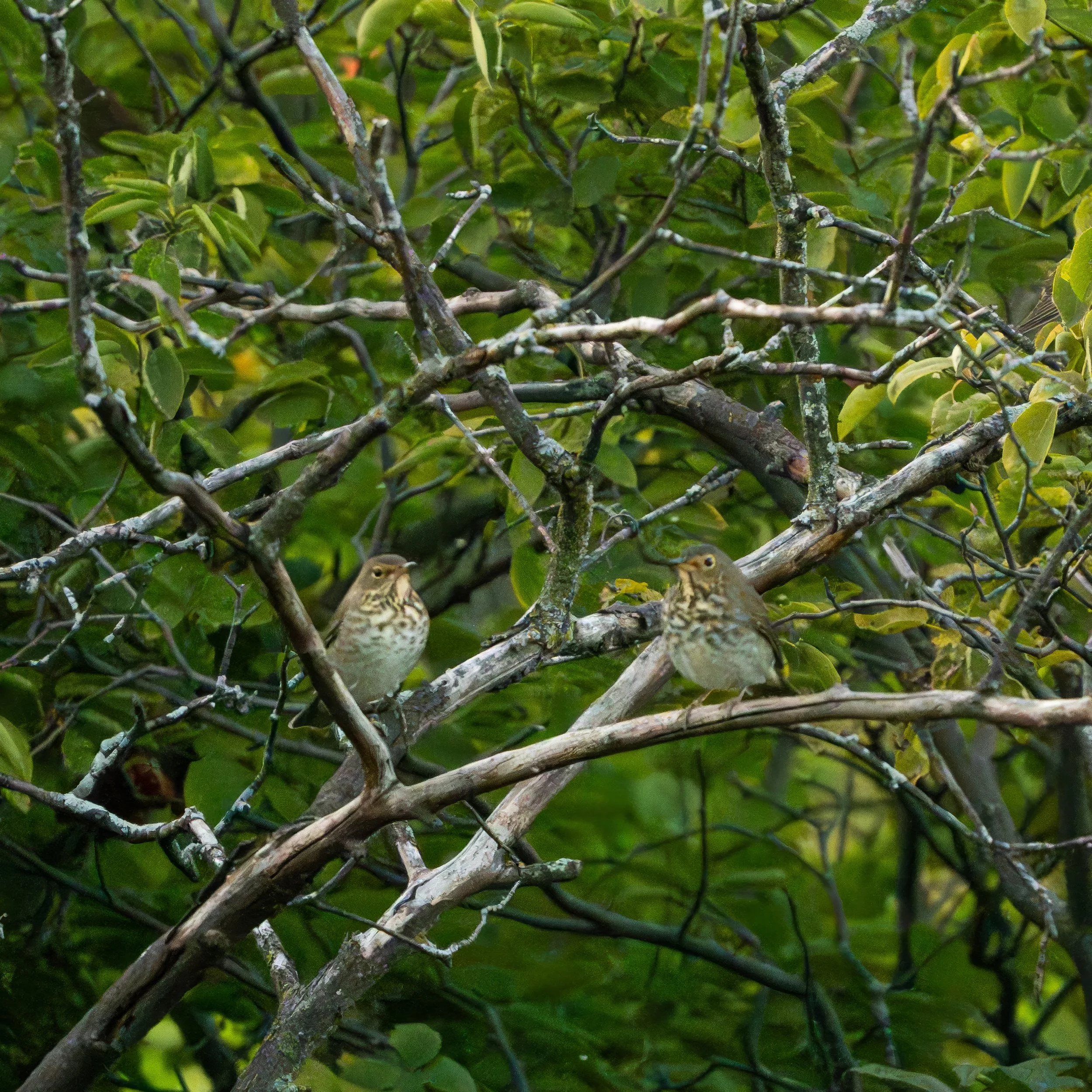 Two robin-sized brown birds with creamy bellies covered with brown spots, perched in a tangle of branches.