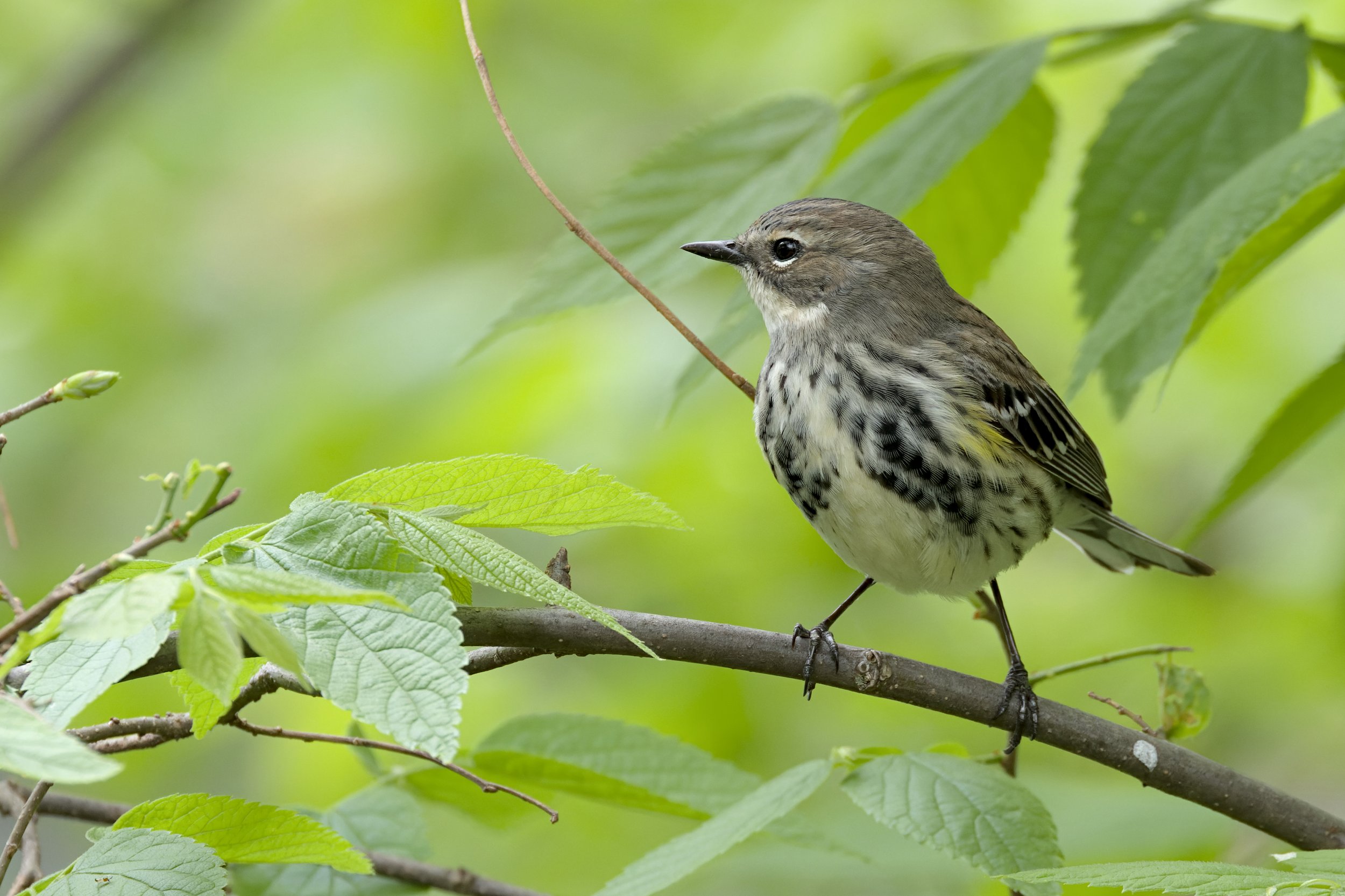 Seen in profile facing left, a small bird with a gray head and neck, gray wings with thin white wingbars, and a white throat and belly streaked with black. The bird is pale yellow in its "wing-pits." It is perched on a twig with leaves.