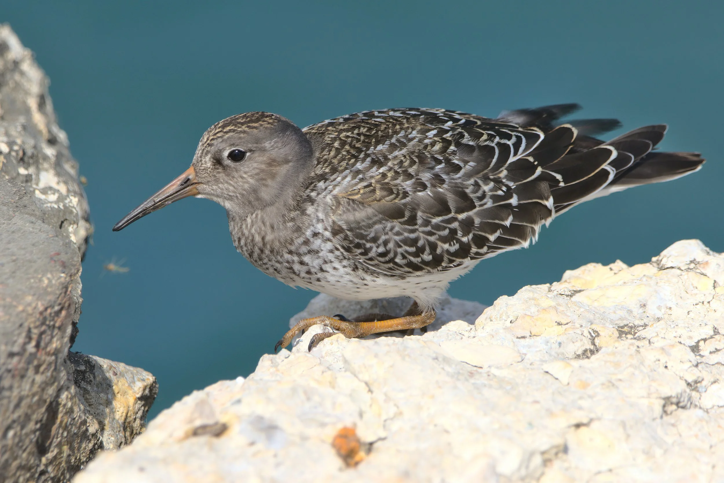 In profile facing left, bird with a long, pink and gray pointed bill, round head with dark eye, and long yellow legs. The back, wings and tail feathers are brown scallop-edged with white, and the head and breast are brown with white streaks.