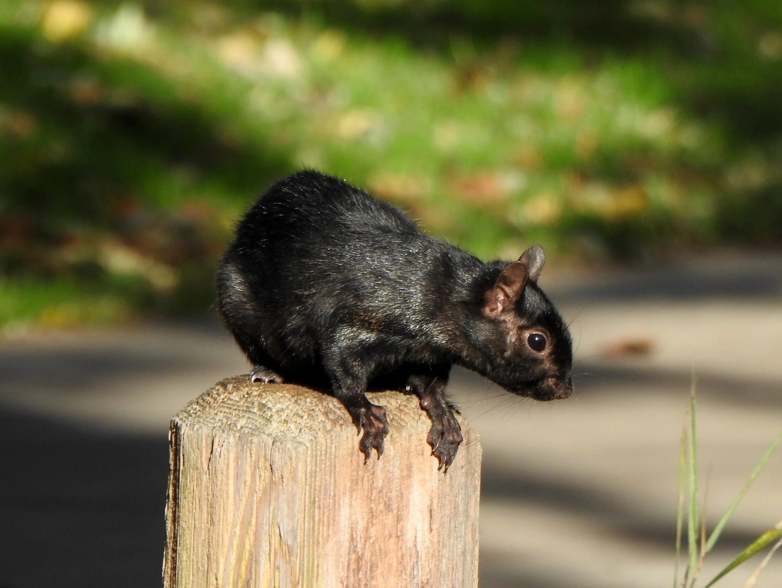 Small member of the rodent family, hunkered down on a post and seen in profile, its long clawed feet and toes pointed down. It has a large dark eye and round ears. The coat is shiny black.