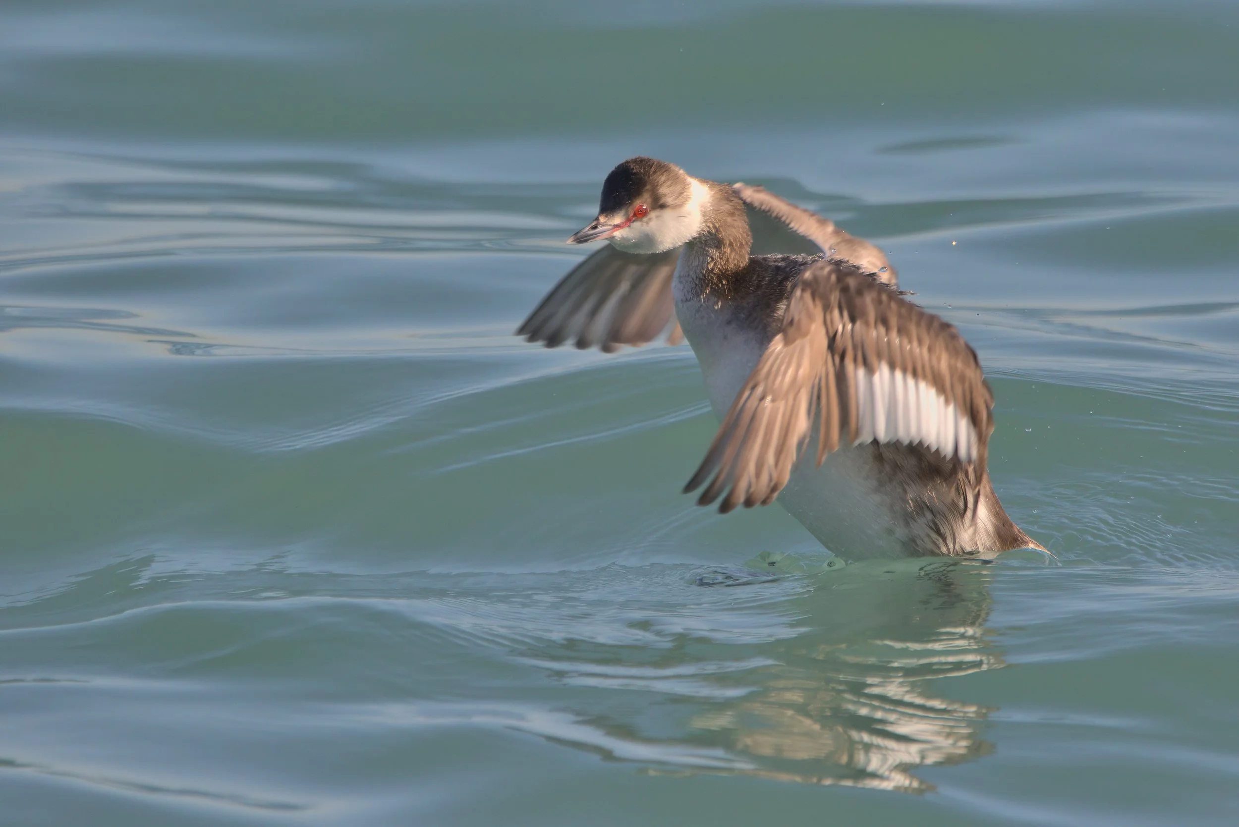 Brown duck-like bird lunging into the air from the surface of the water, wings angled down. Reddish beak, red eye. White collar and throach and along trailing edge of wing.