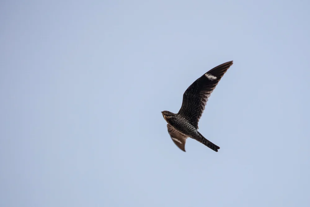 Why Common Nighthawks Like Ball Games (and Other Intriguing Facts About