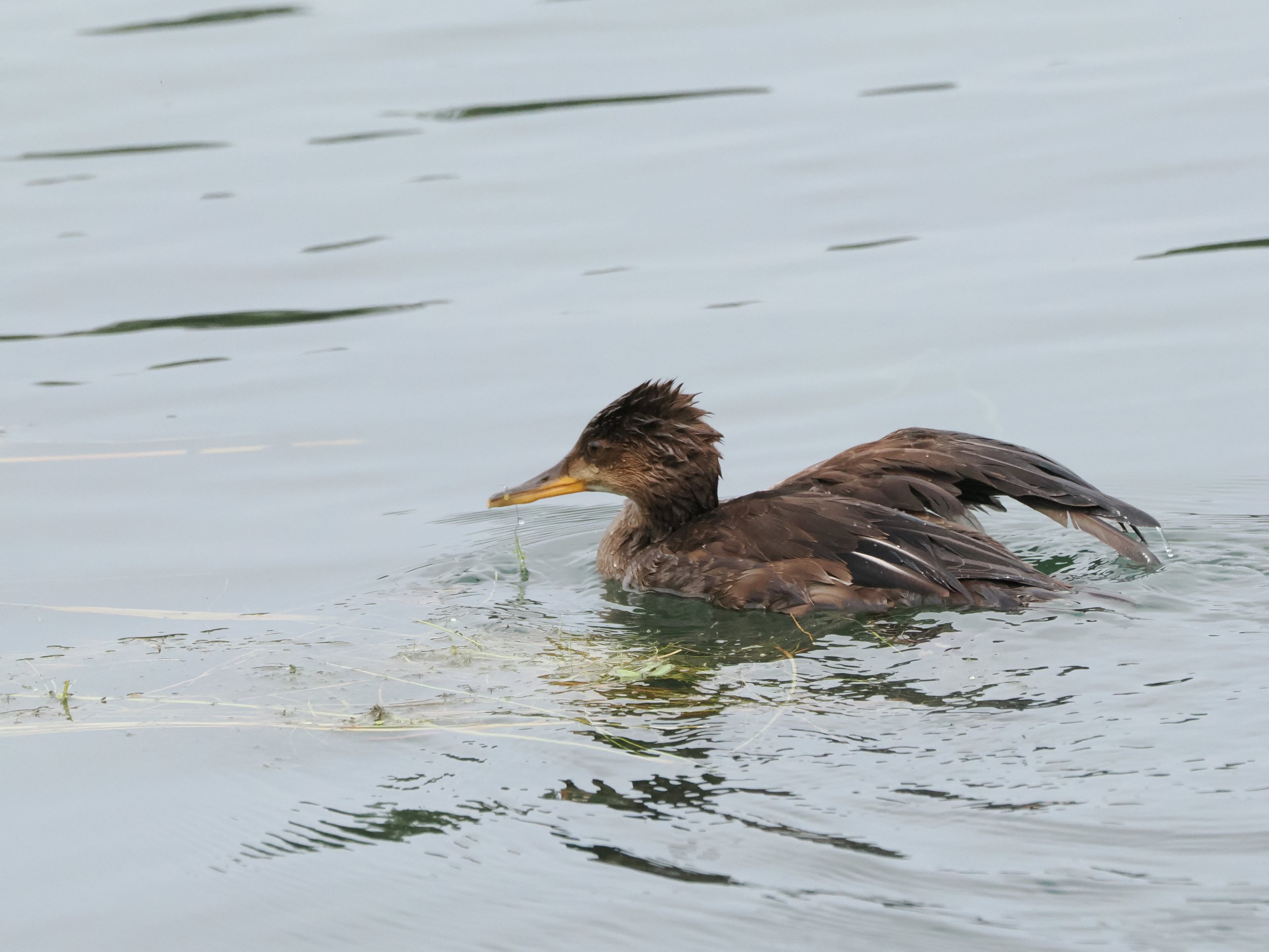 Brown bird similar to a duck swimming right to left on open water. Beak is long, narrow and orange on the bottom. Feathers on back of head are spiky.