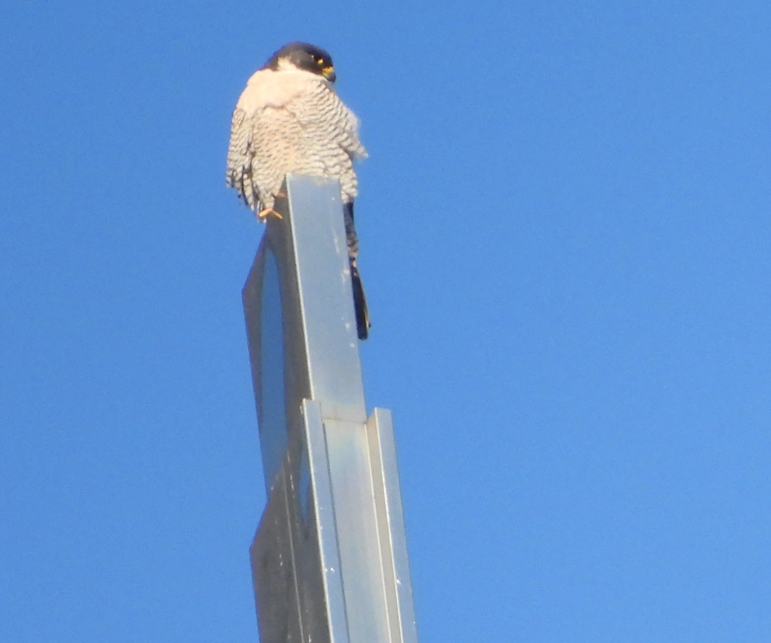 Raptor with black head and yellow hooked beak, seen from below, facing right, perched on shiny steel pillar against blue sky. Bird's breast is white streaked horizontally with black and part of the black tail is visible, as is one yellow taloned foot