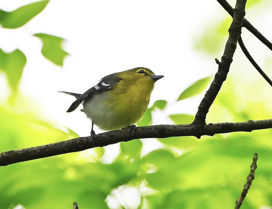 In profile and from slightly below, an egg-shaped bird with short, narrow bill, yellow breast and eyering, dark cap, and dark wings with two white wingbars, perched on a twig.