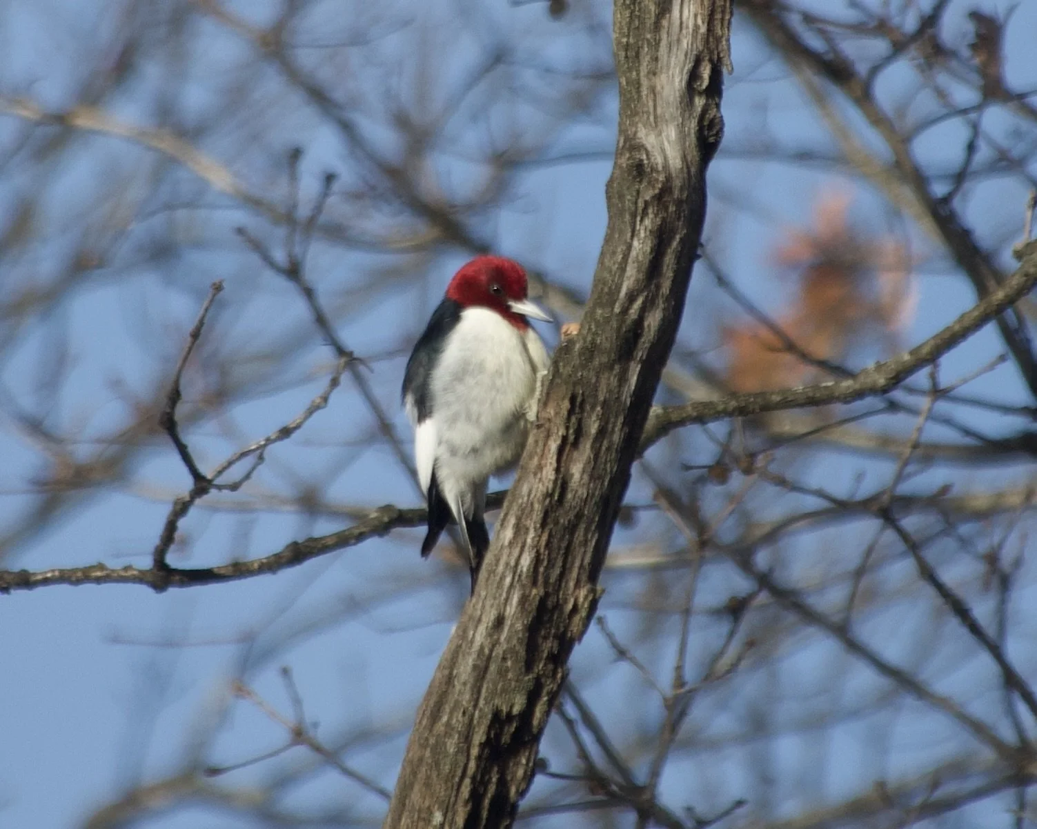Clinging upright to a vertical branch, a medium-sized bird with sturdy, pointed white bill. The head is crimson red, the back and tail are black, and the belly and wing patches are white.