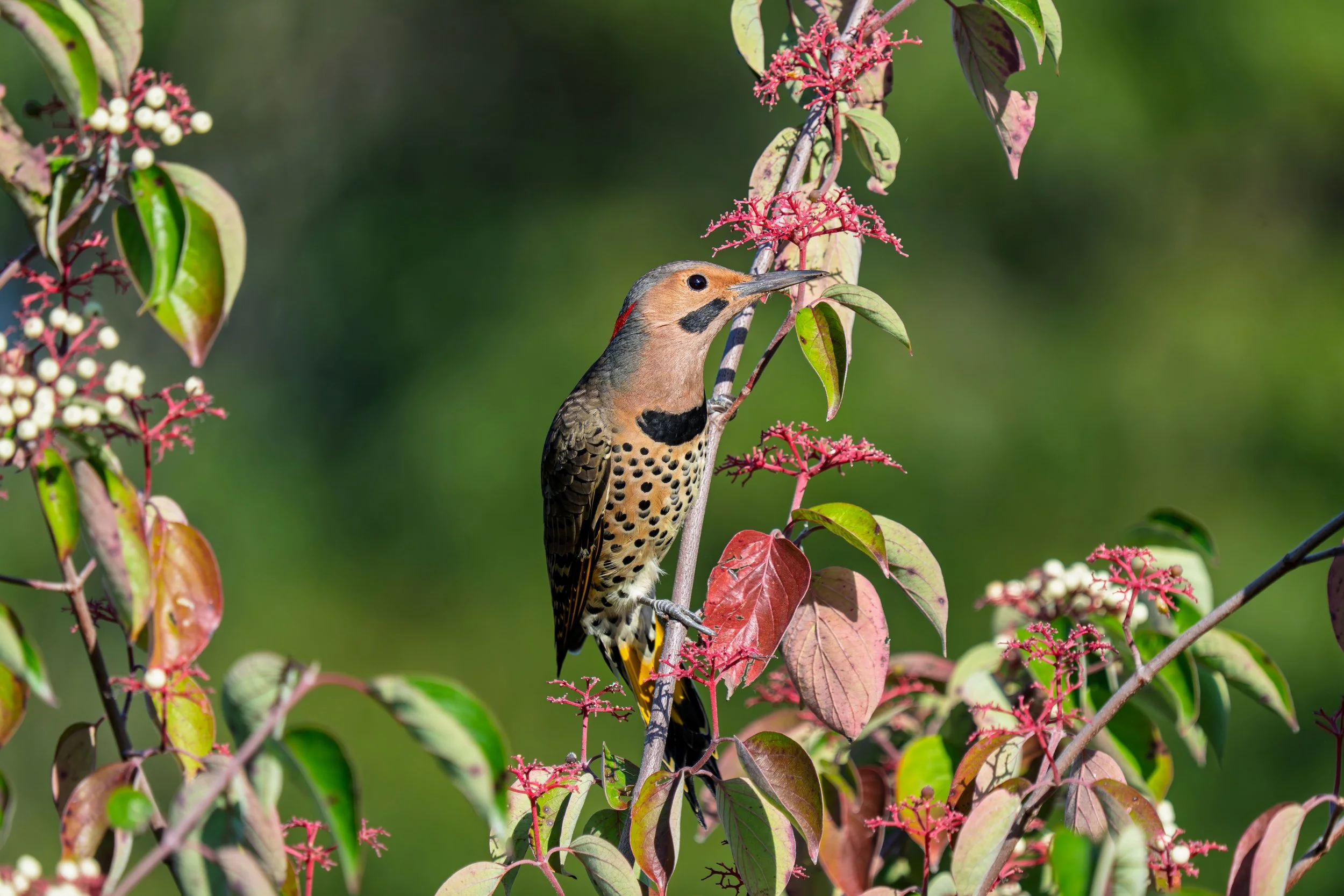 Medium-sized bird in profile facing right, perched vertically on a leafy twig. Light-brown bird with long, narrow pointed bill. Dark eue, dark patch below eye, dark semicircle at base of neck and "chocolate chip" dots on breast.